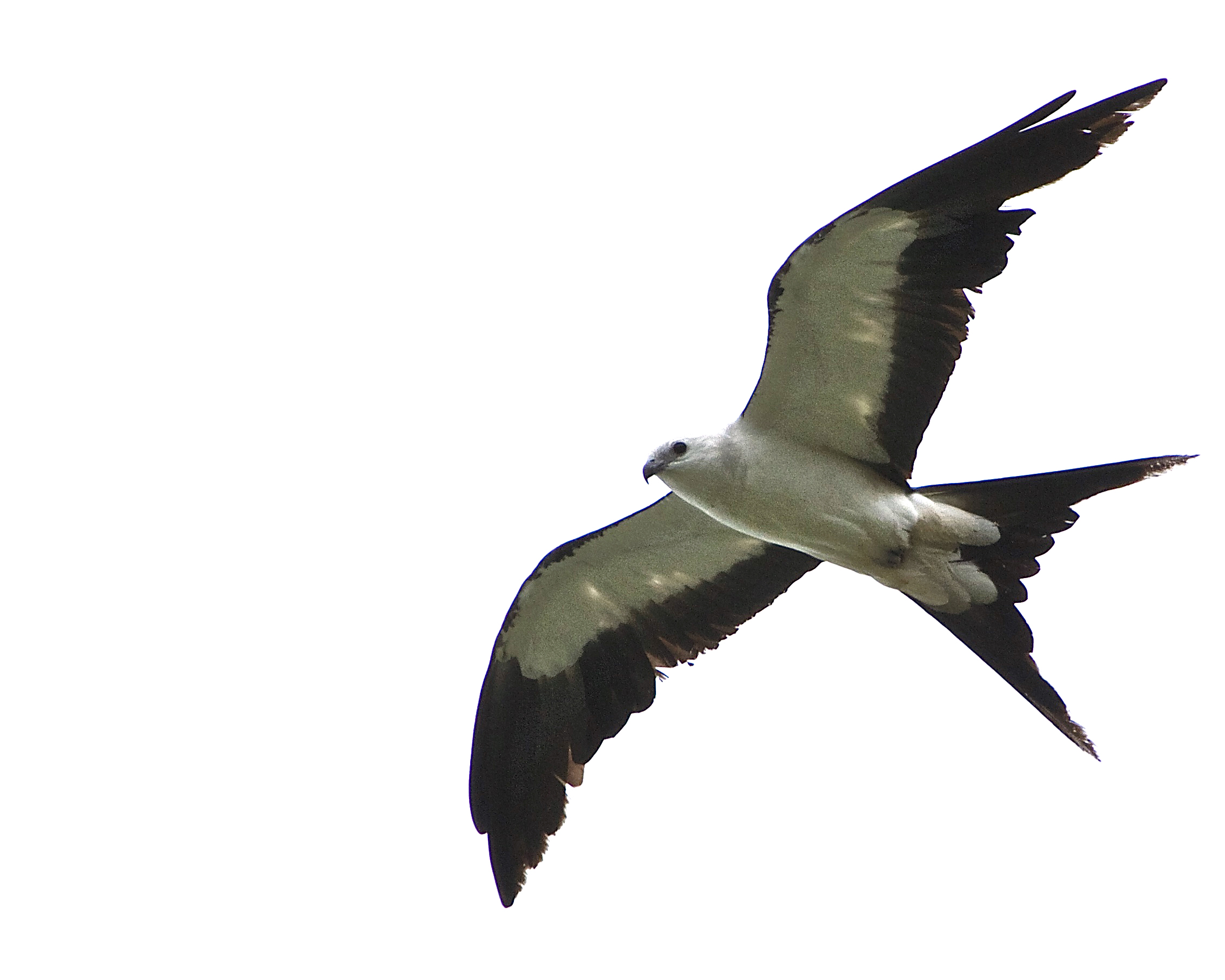 Swallow-Tailed Kite, a black and white raptor common to South America that breeds in Florida during the Apr-August timeframe.