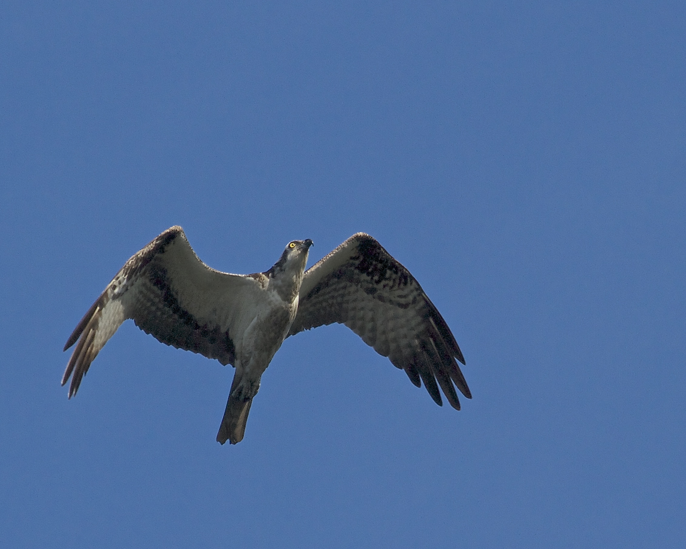 An Osprey soars overhead, its eye gleaming in the morning sun. 