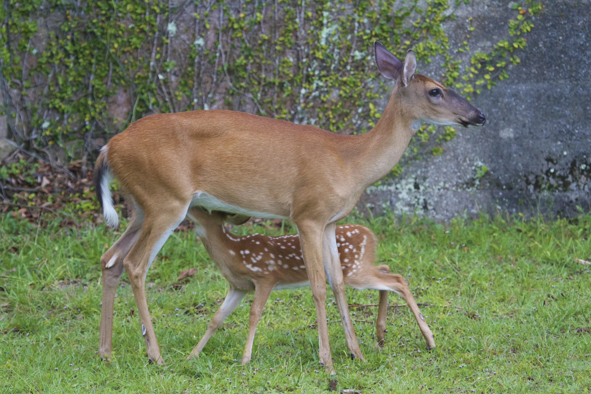 Whitetail deer and nursing fawn on grounds of Dungeness. 