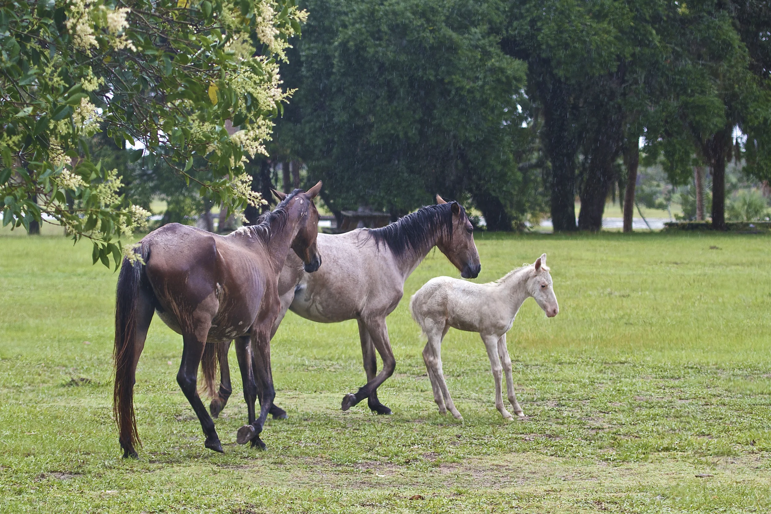 Piebald foal 