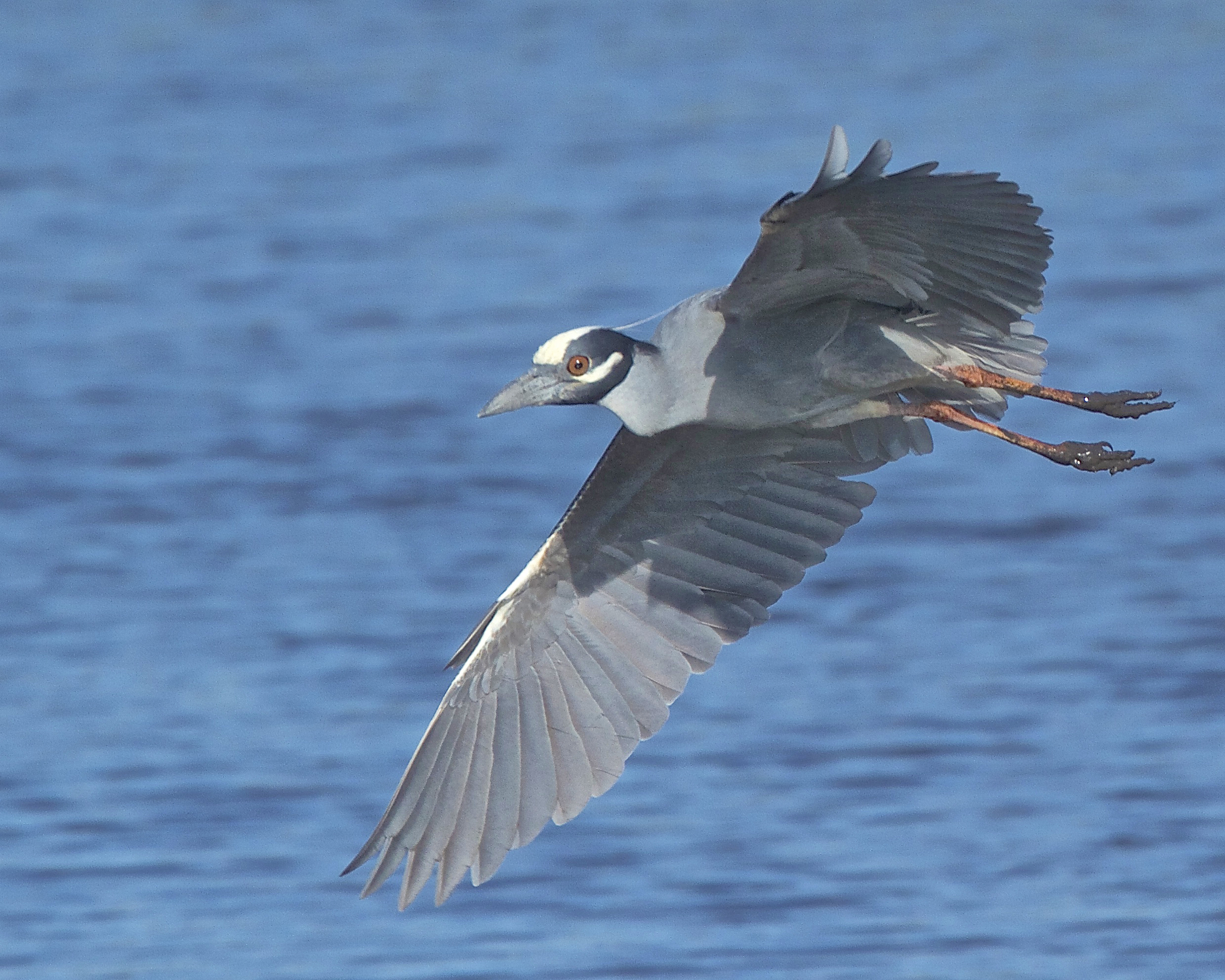 "George" the Yellow Crowned Night Heron on a fly by with muddy feet. 