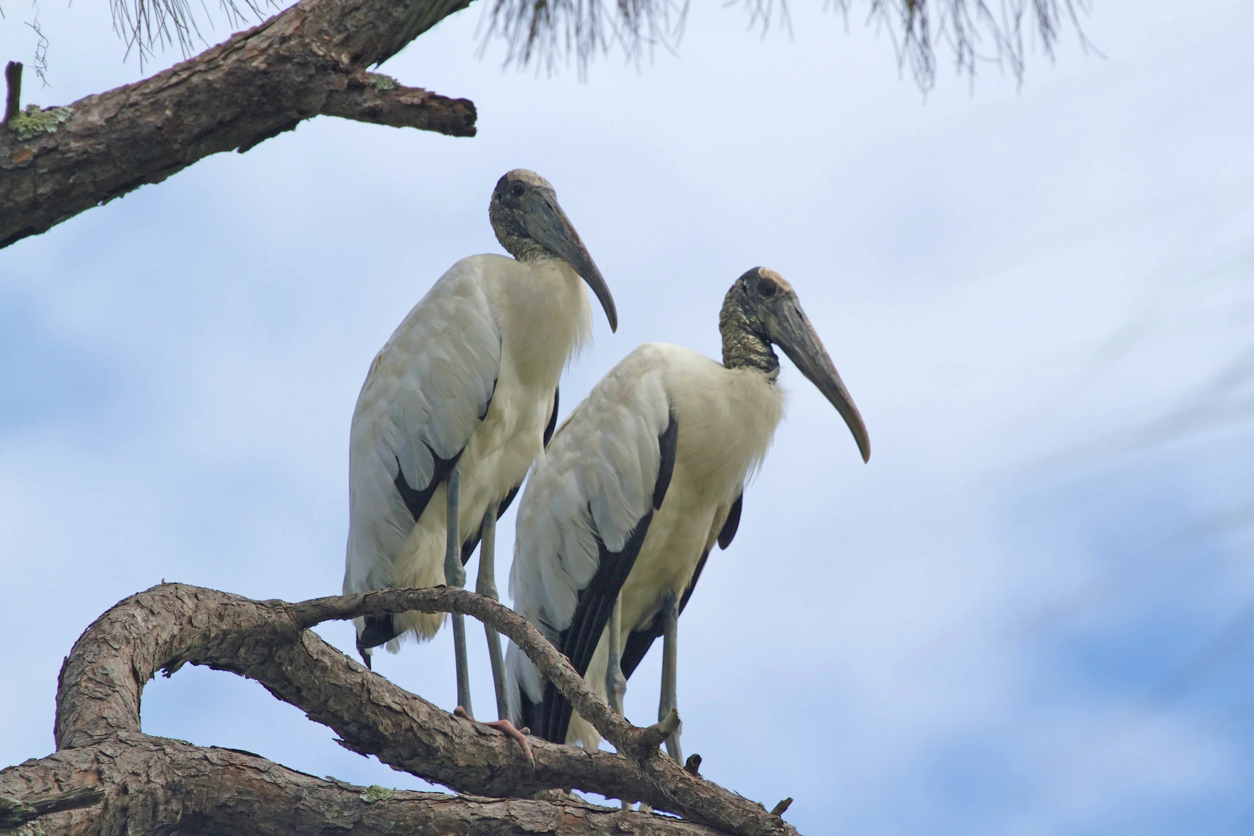Birds (albeit not so pretty ones)! Wood Storks on a limb on Plumb Orchard.