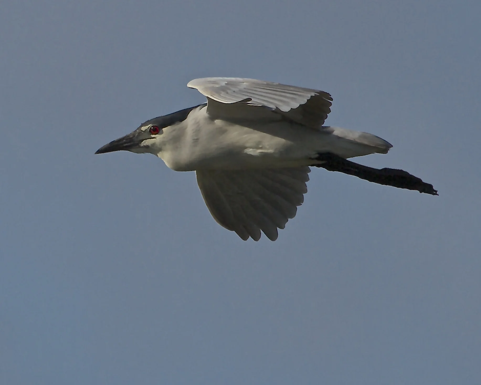 Black Crowned Night Heron flying by.