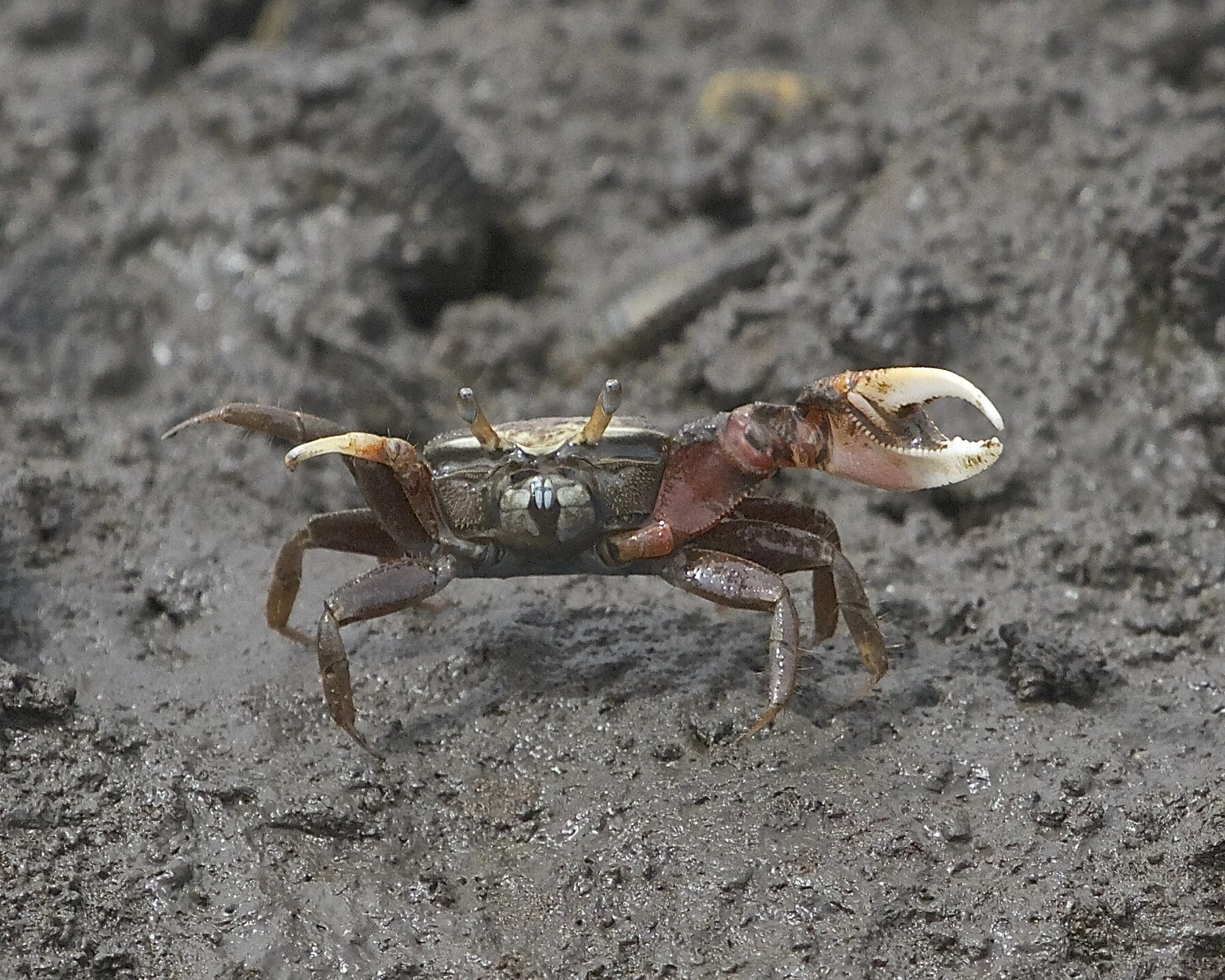 Well Fiddle Dee Dee, time to go says the fiddler crab!