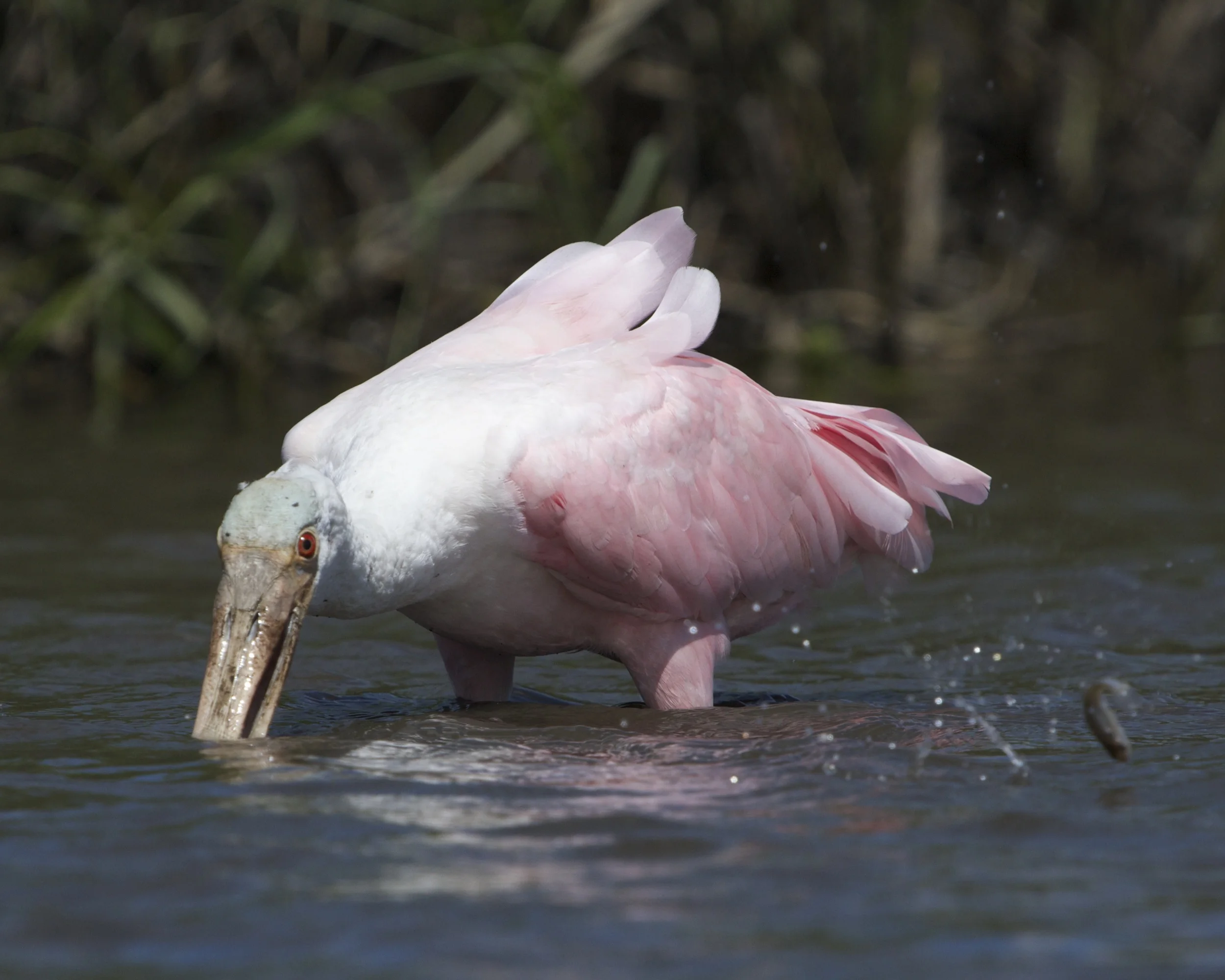 Spoonbill Feeding