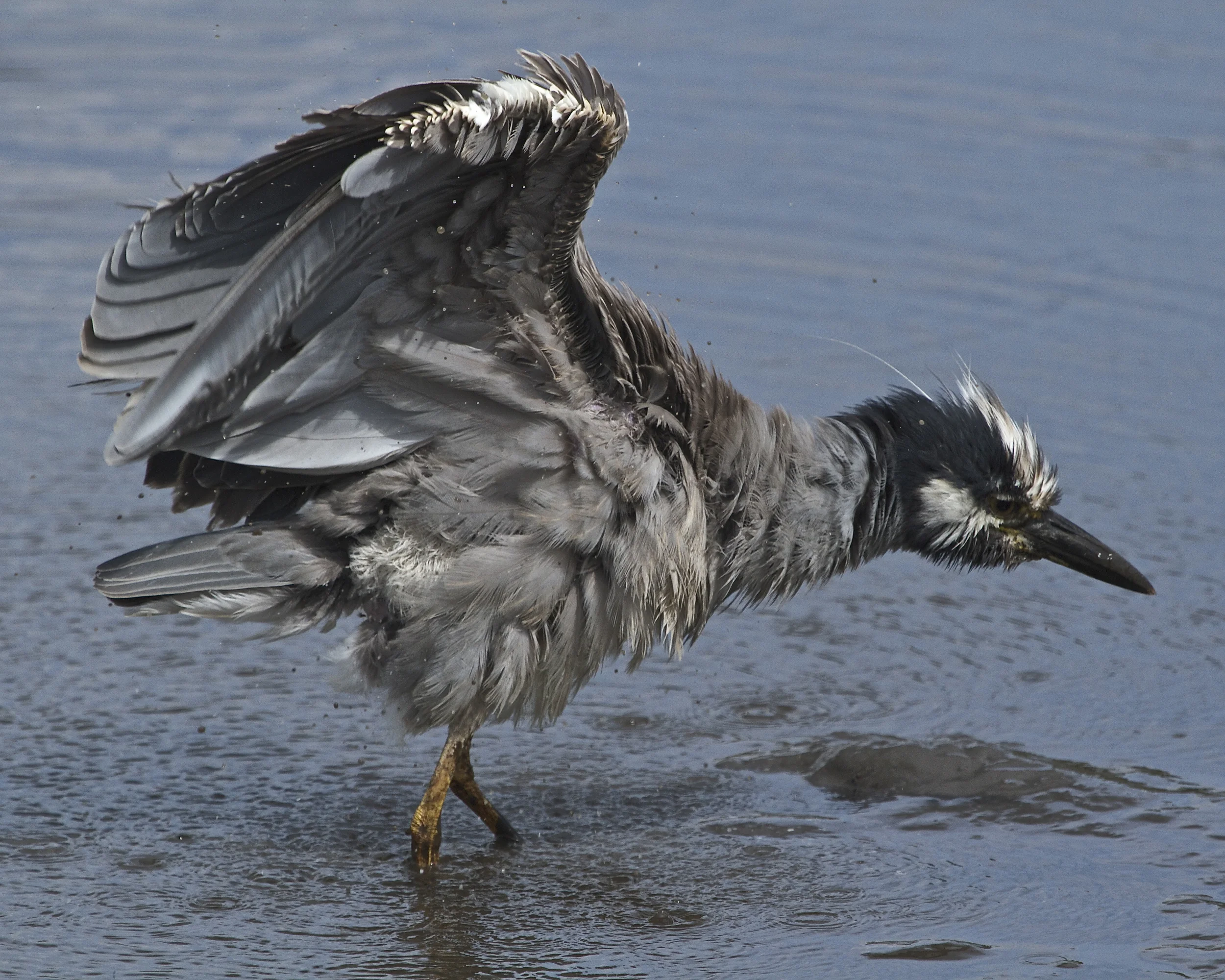 Than a good wing fluff and stretch!