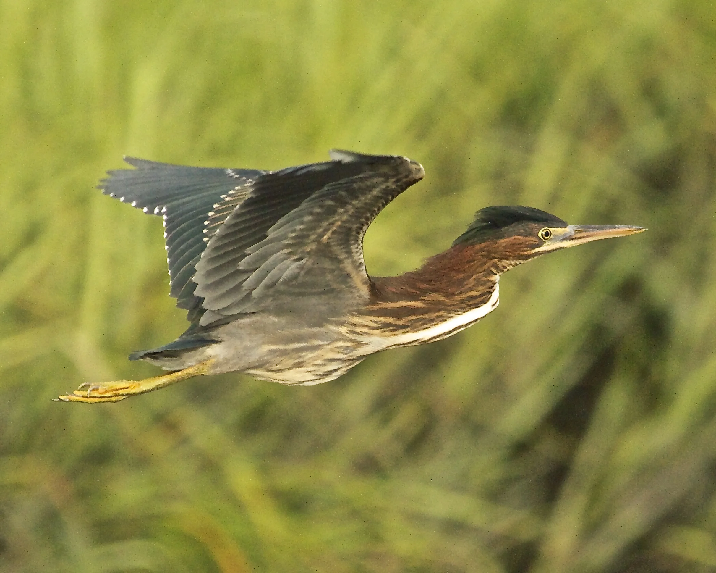 Green Heron