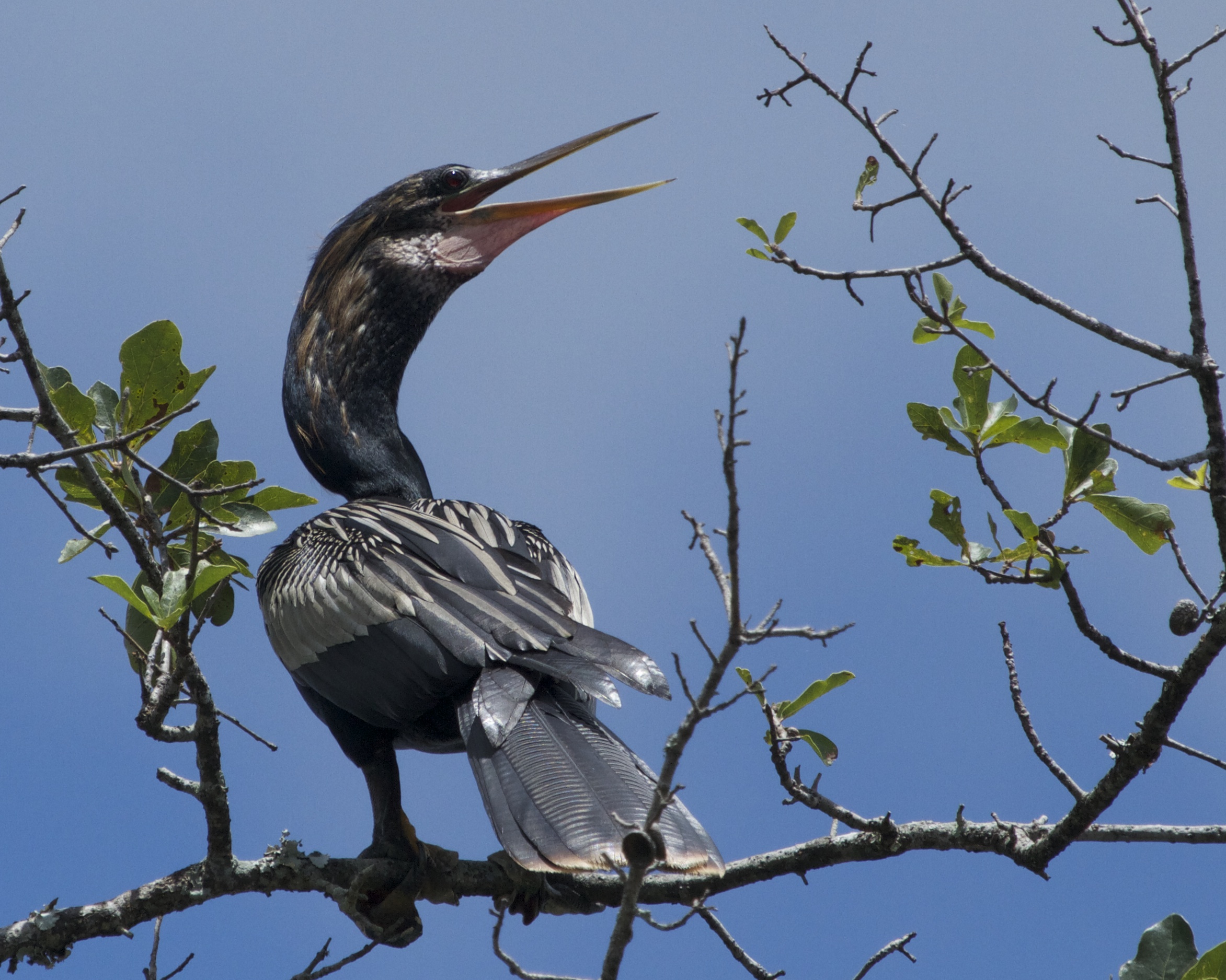 A male Anhinga lands in the tree by the dock. It exhibits a "panting" type display. Must be the heat!