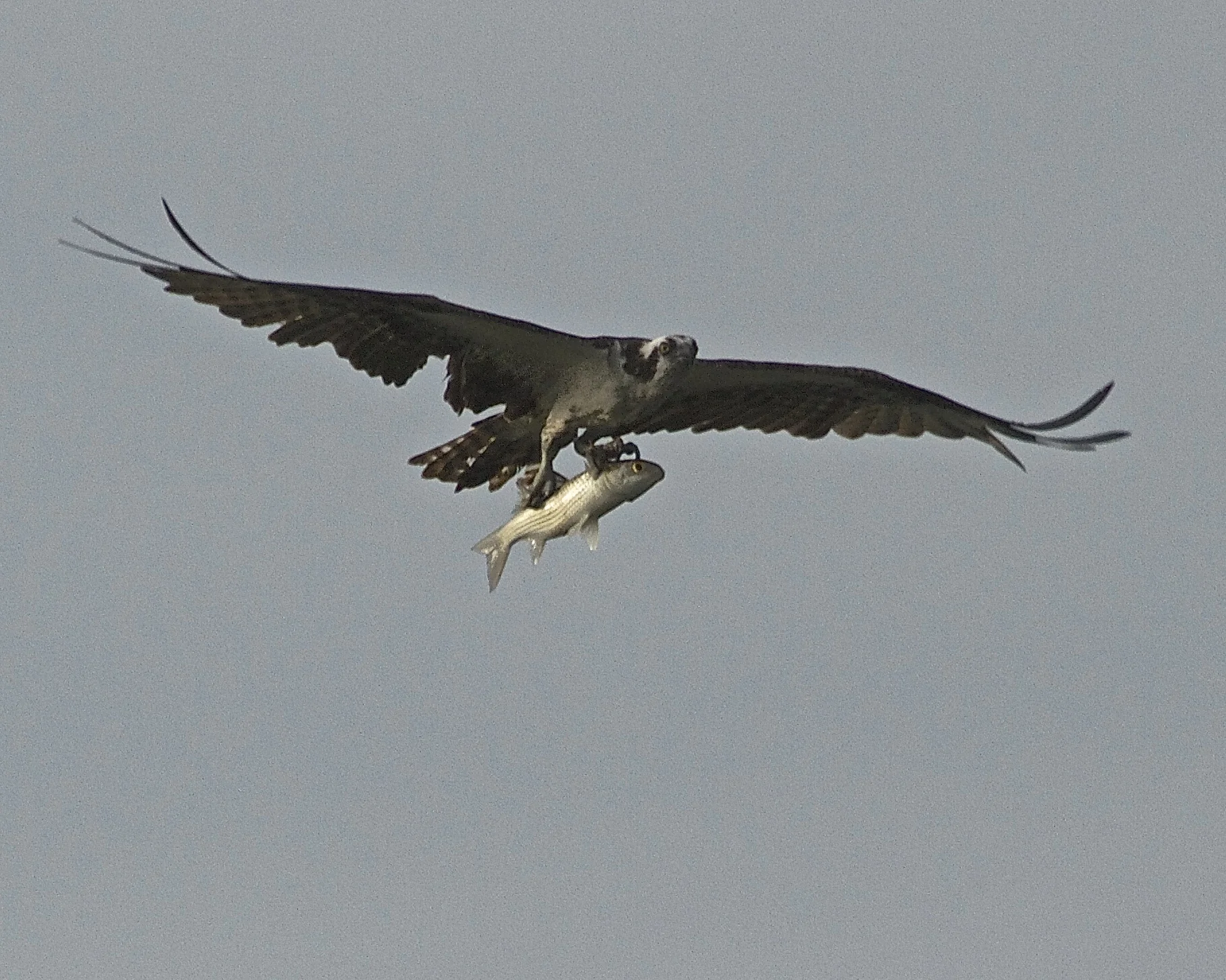 Far up the Browad I see an Osprey with a huge fish under wing!