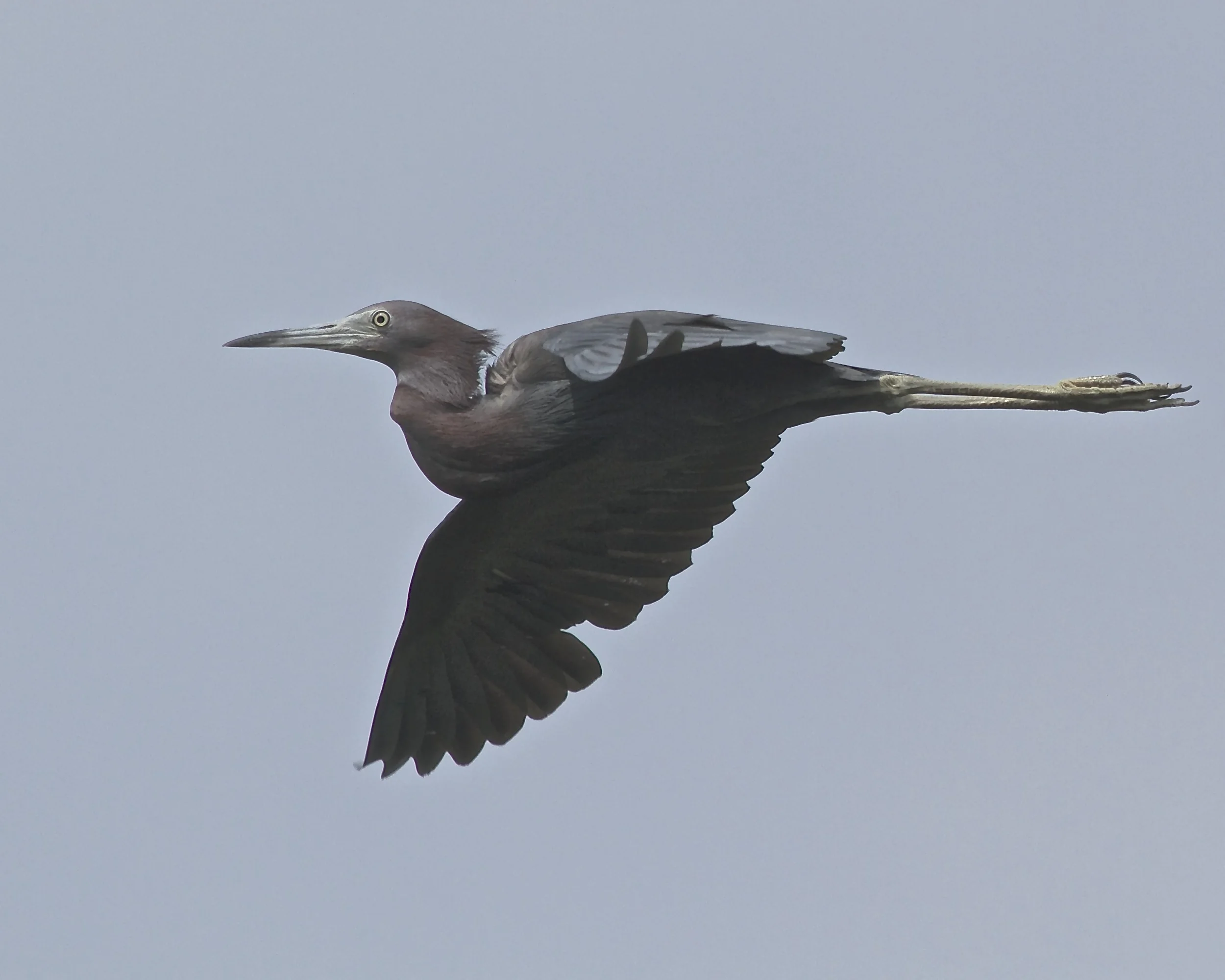 Little Blue Heron