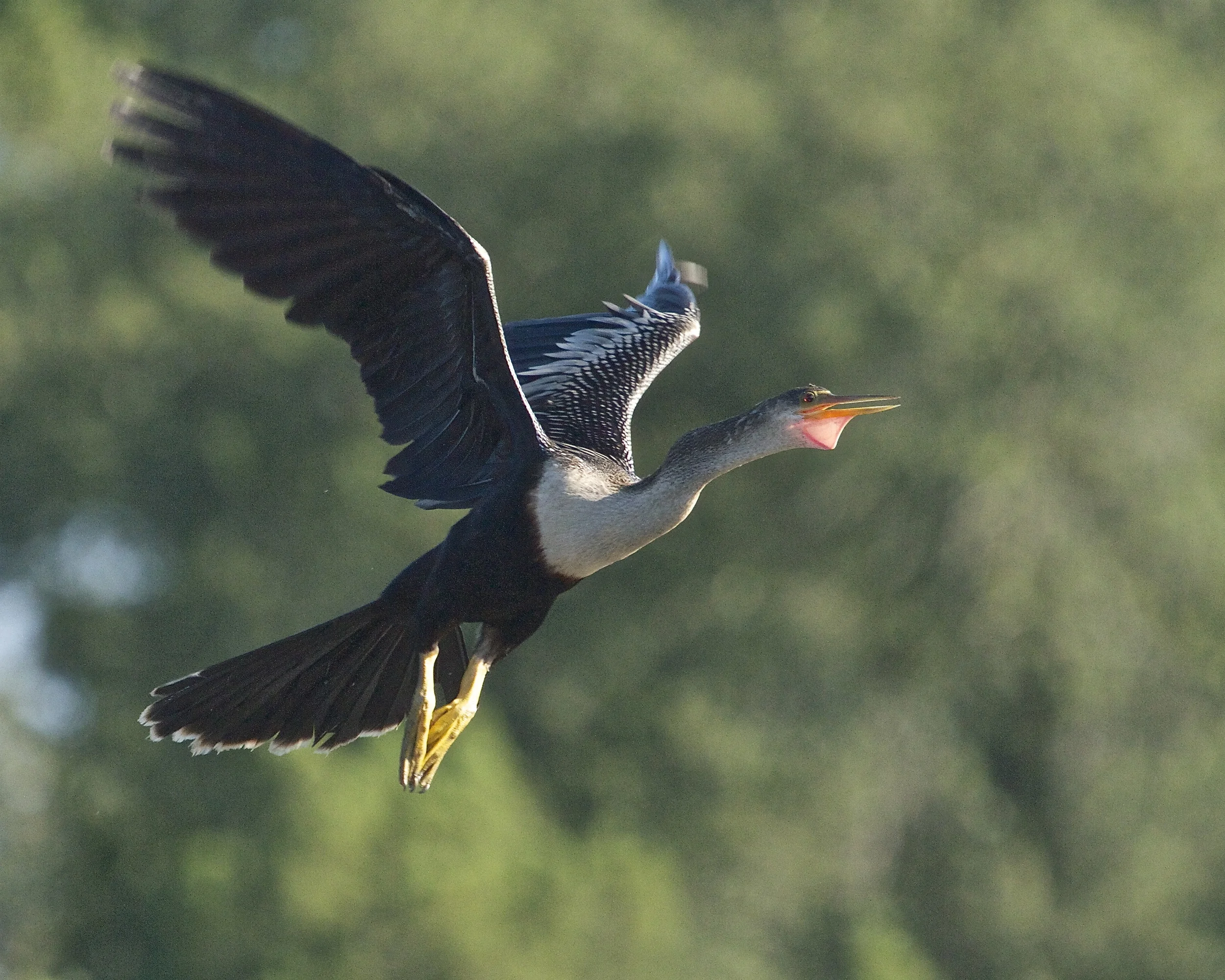 Anhinga lifts off!
