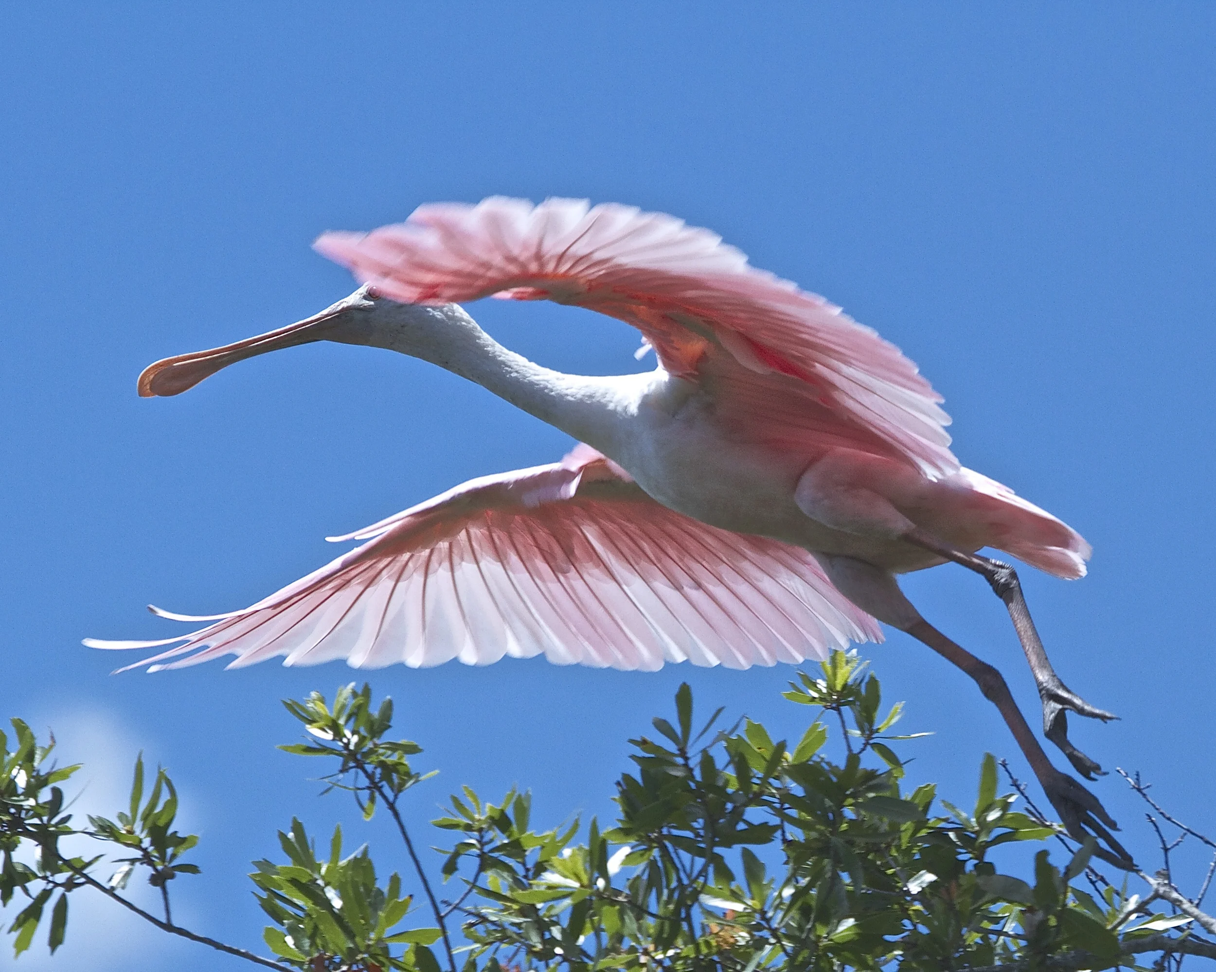 Spoonbill lifting off