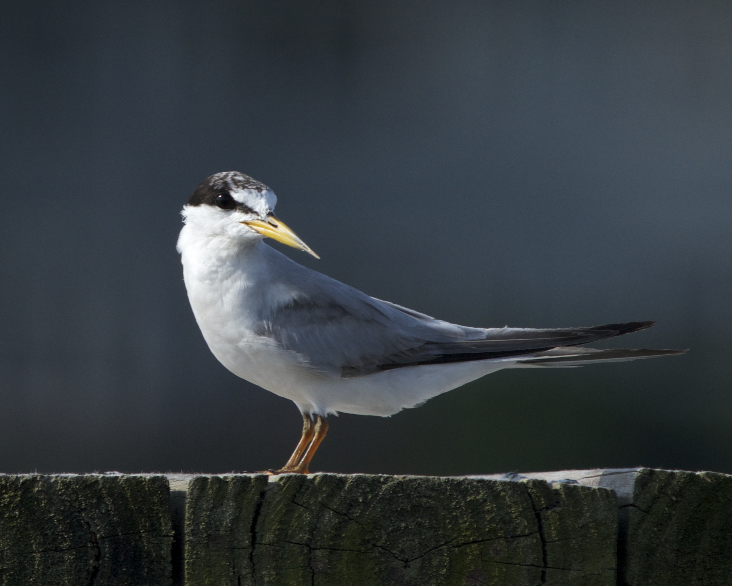 Least Tern in non breeding colors observes me closely.