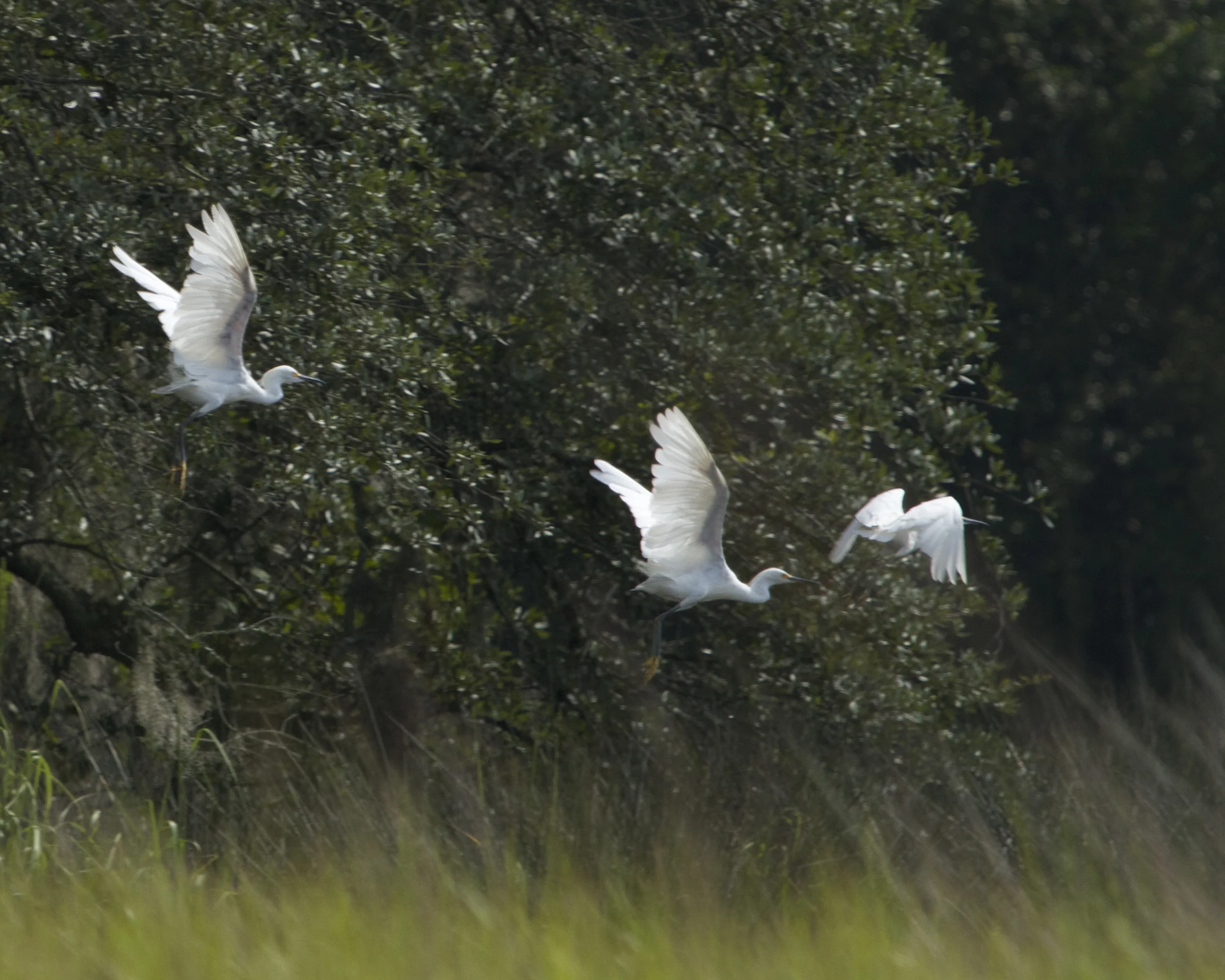 I have been spotted, the Egrets take off!
