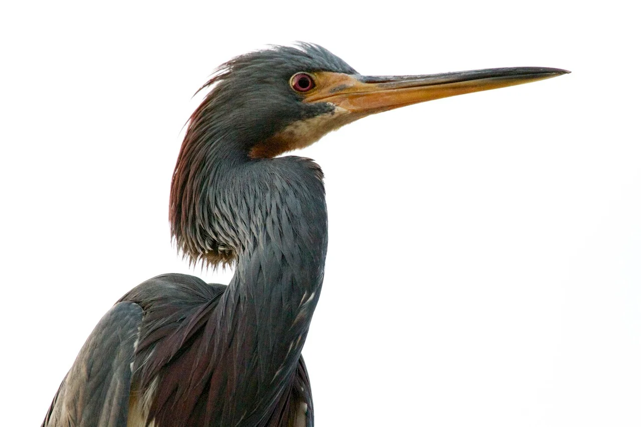 Mature Tricolored Heron on the boat launch piling, Often allows me to approach for photo ops.