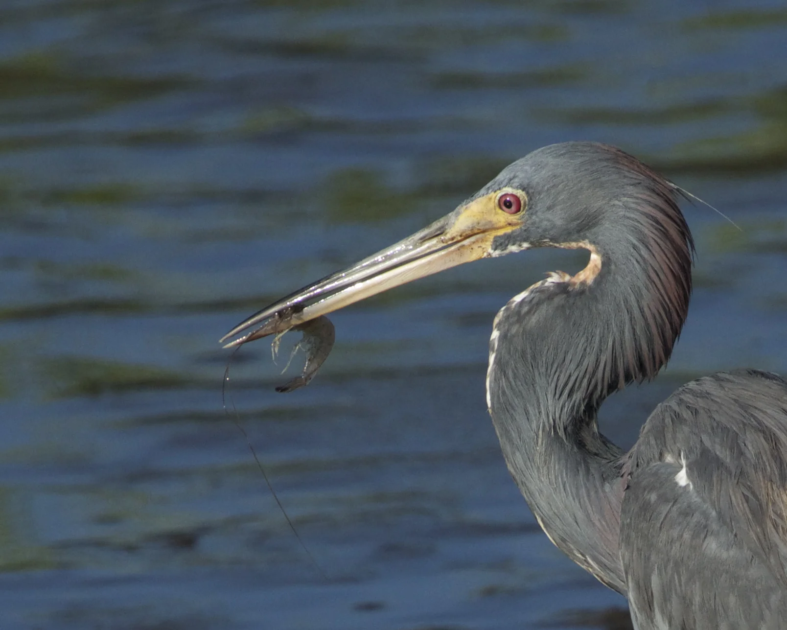 Fresh shrimp breakfast on the Broward, mmm, mmm good. 