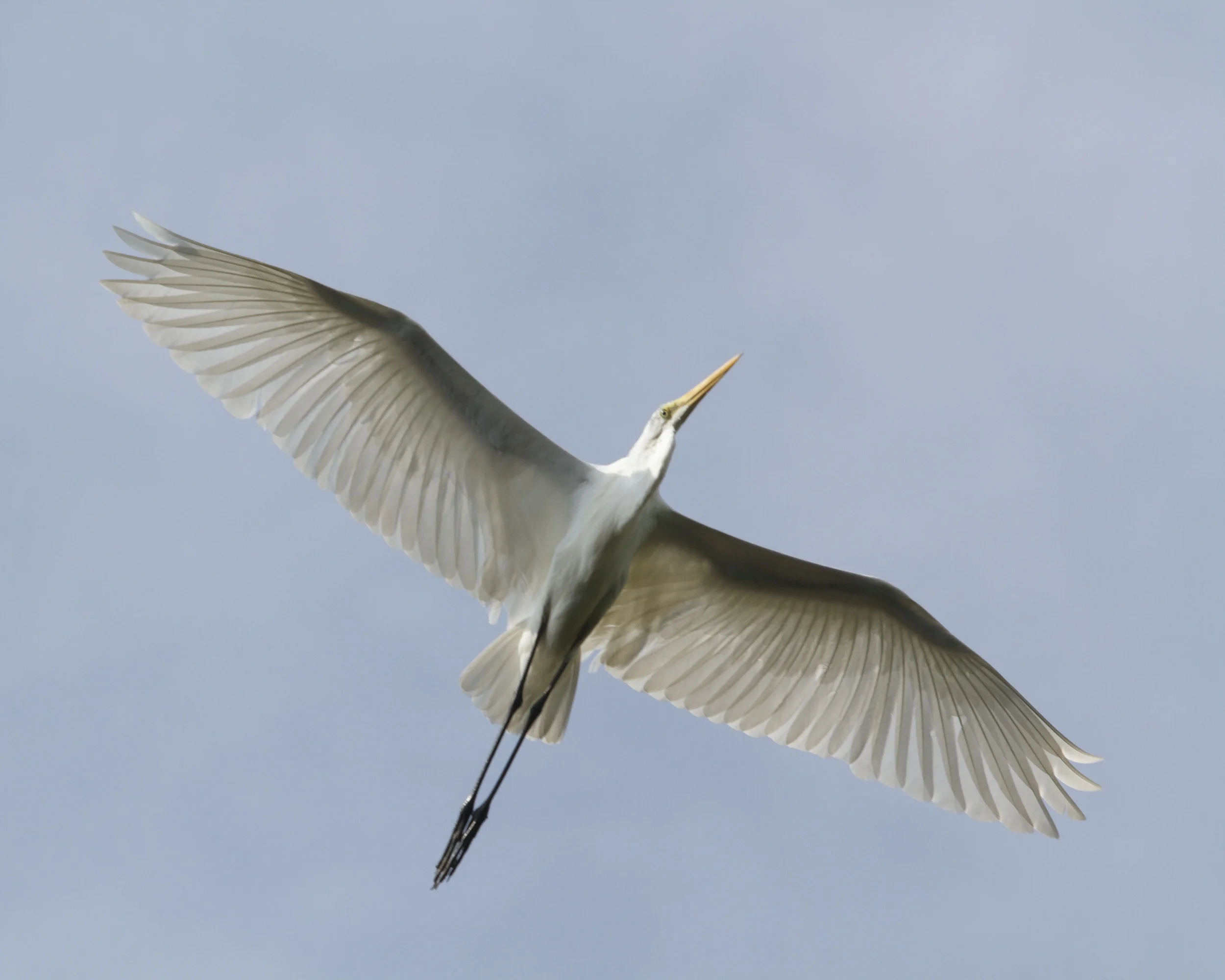 The Great Egret, the Bride of the Broward soars overhead.