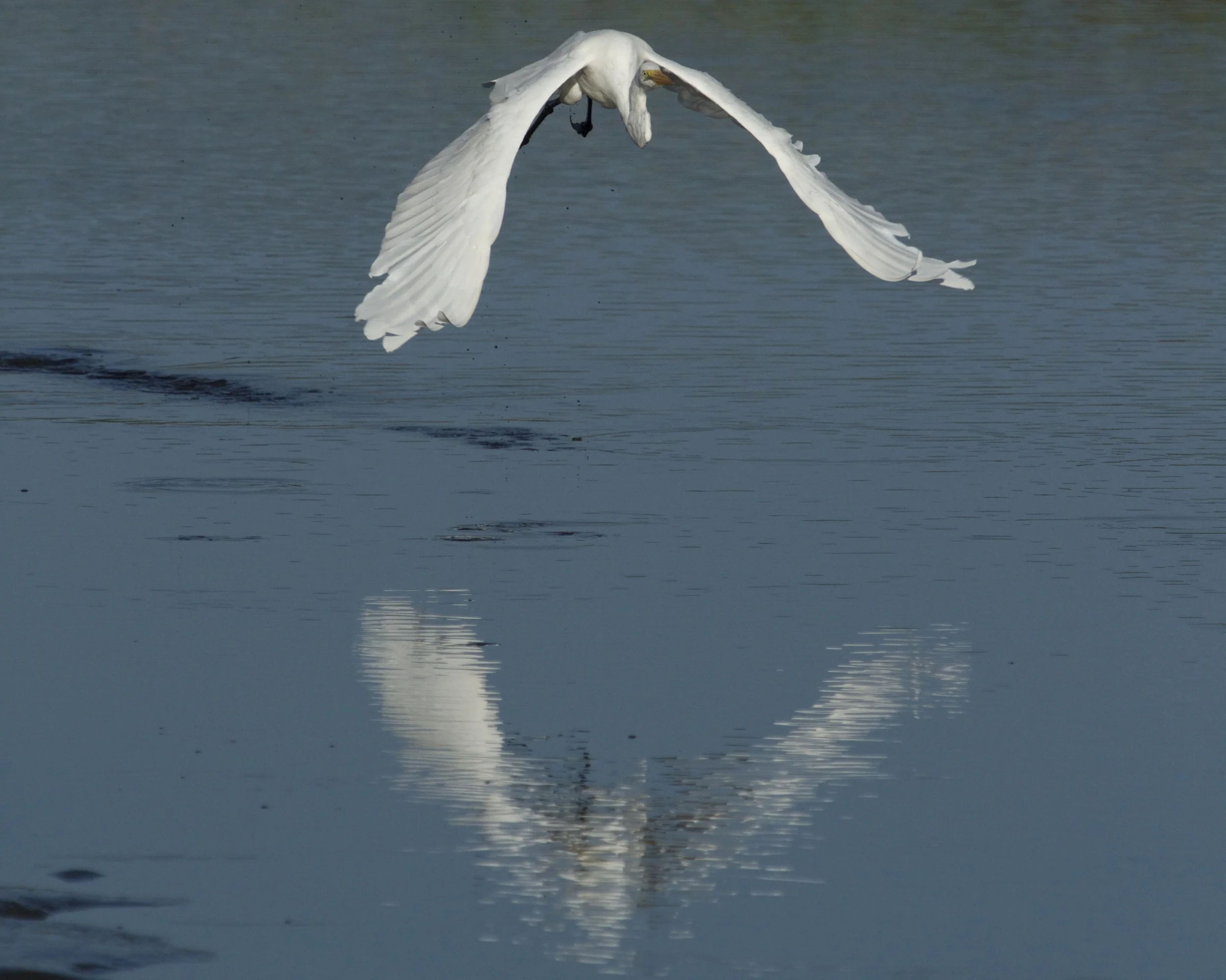 Graceful wings reflect in the water!