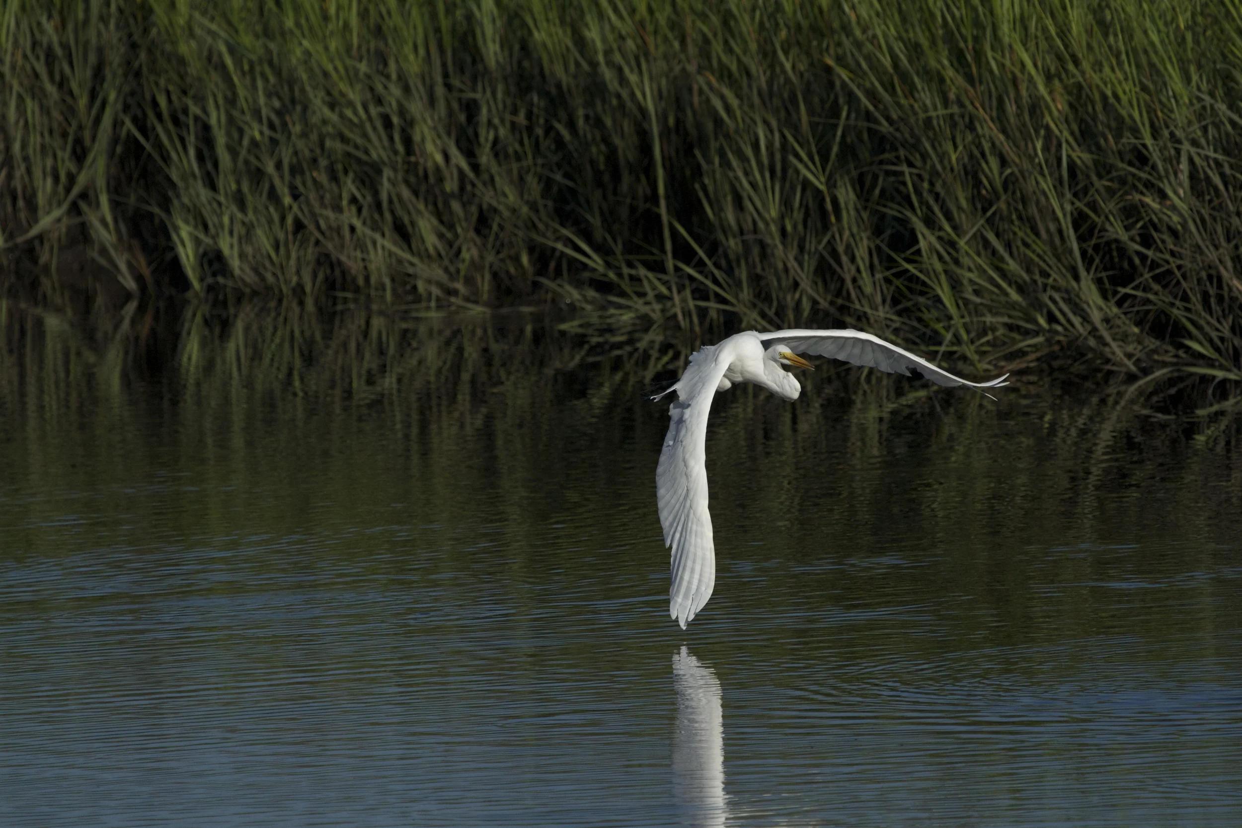 A sweeping turn, its wing nearly kisses the water.