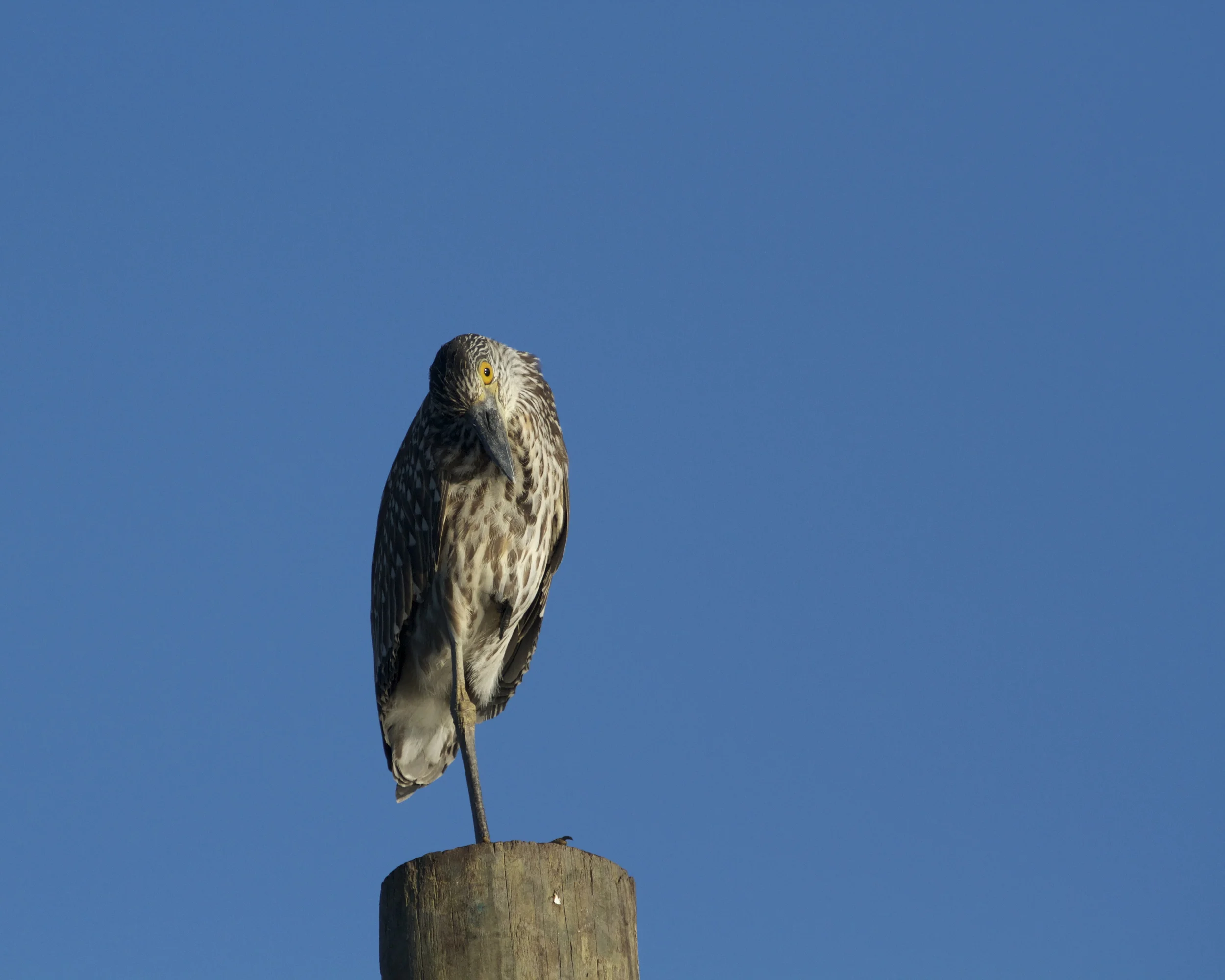 George Jr, a Yellow Crowned Night Heron in his juvenile brown and white feathering looks down on me. 