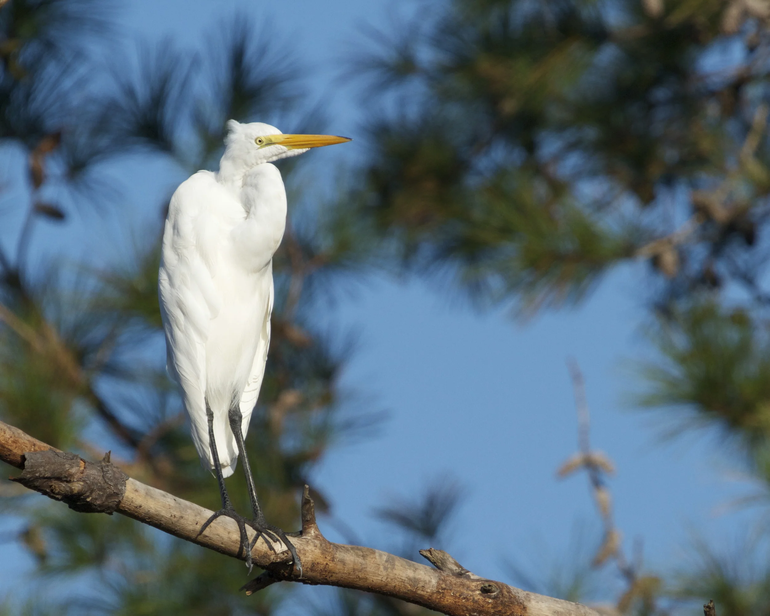 A nervous Great Egret out on a limb looks down on me.