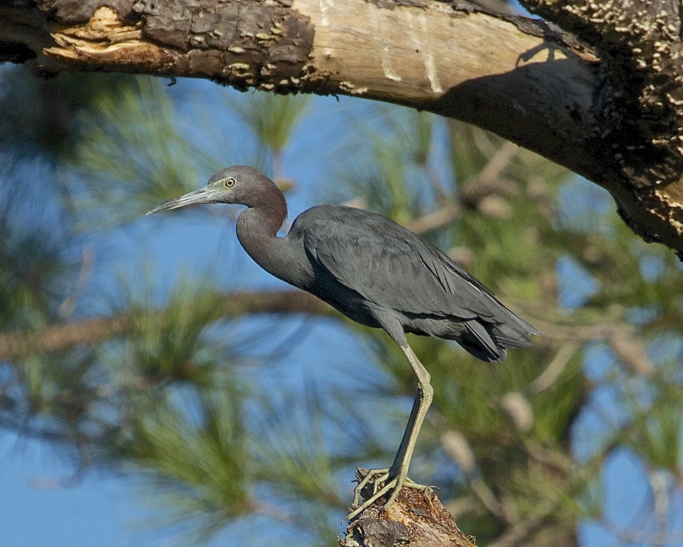 A Little Blue Heron feels the weight of the world hanging over his head! 