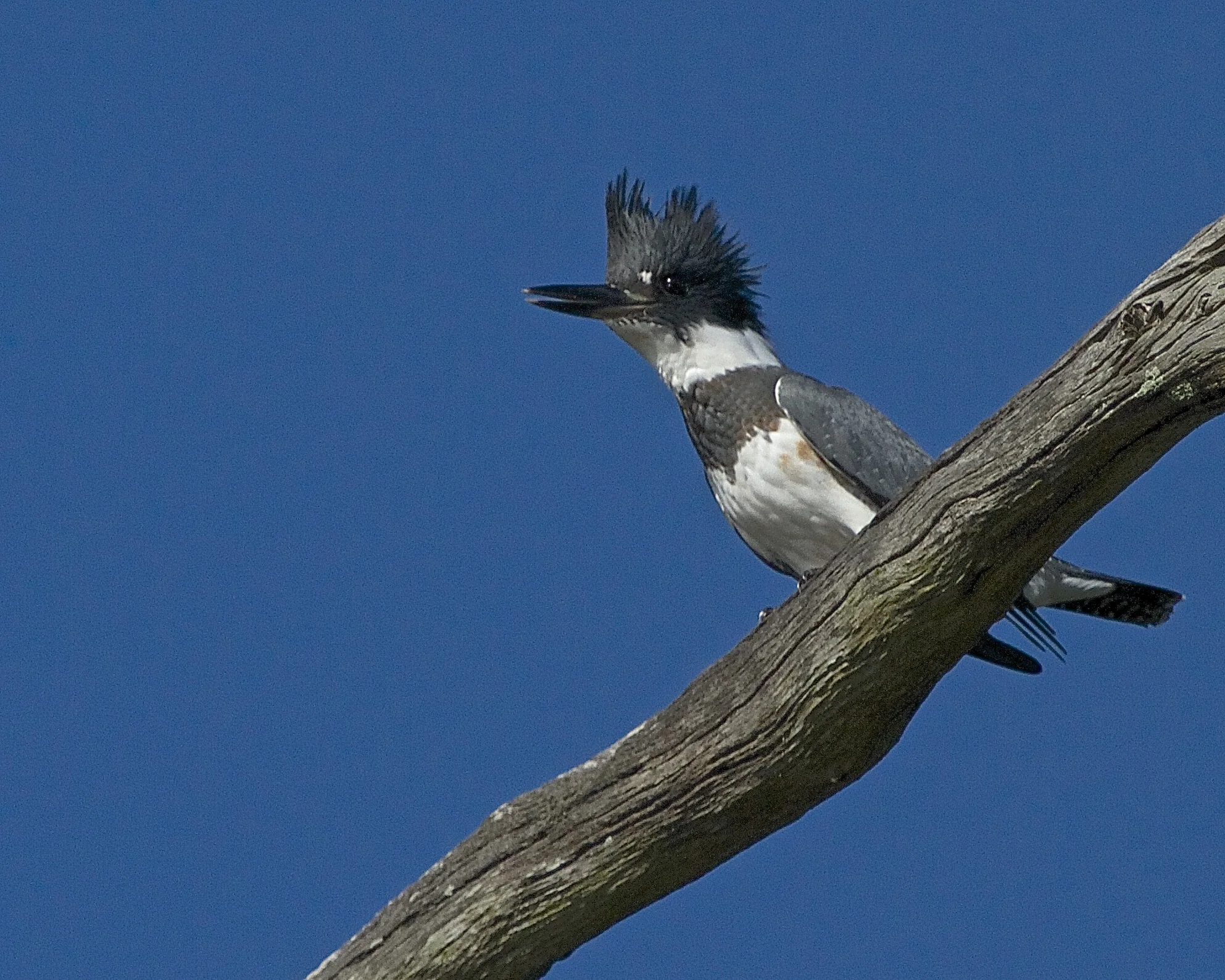 The Belted Kingfisher is ruffled by my presence and says some unkind words and leaves.