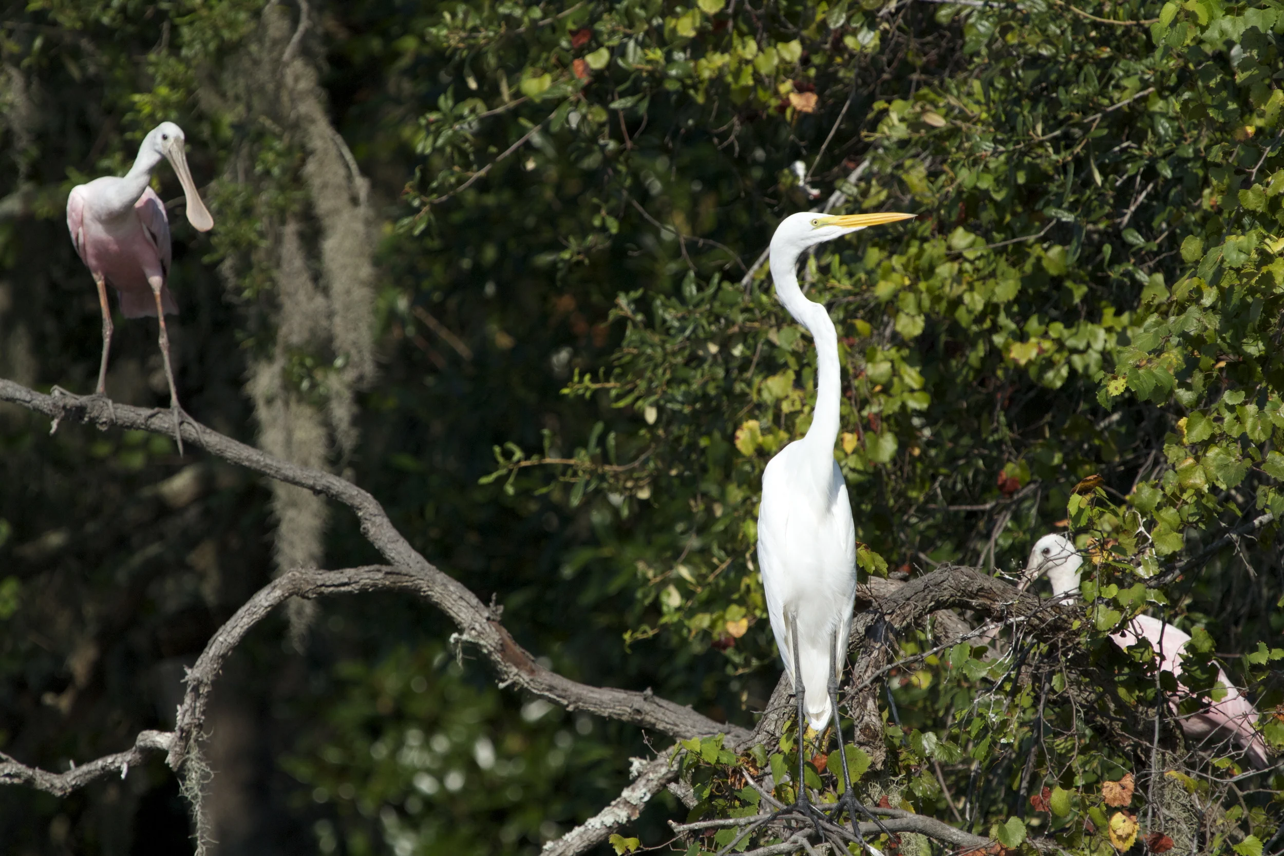 Oh Oh, He's Back! The Egret gets nervous.