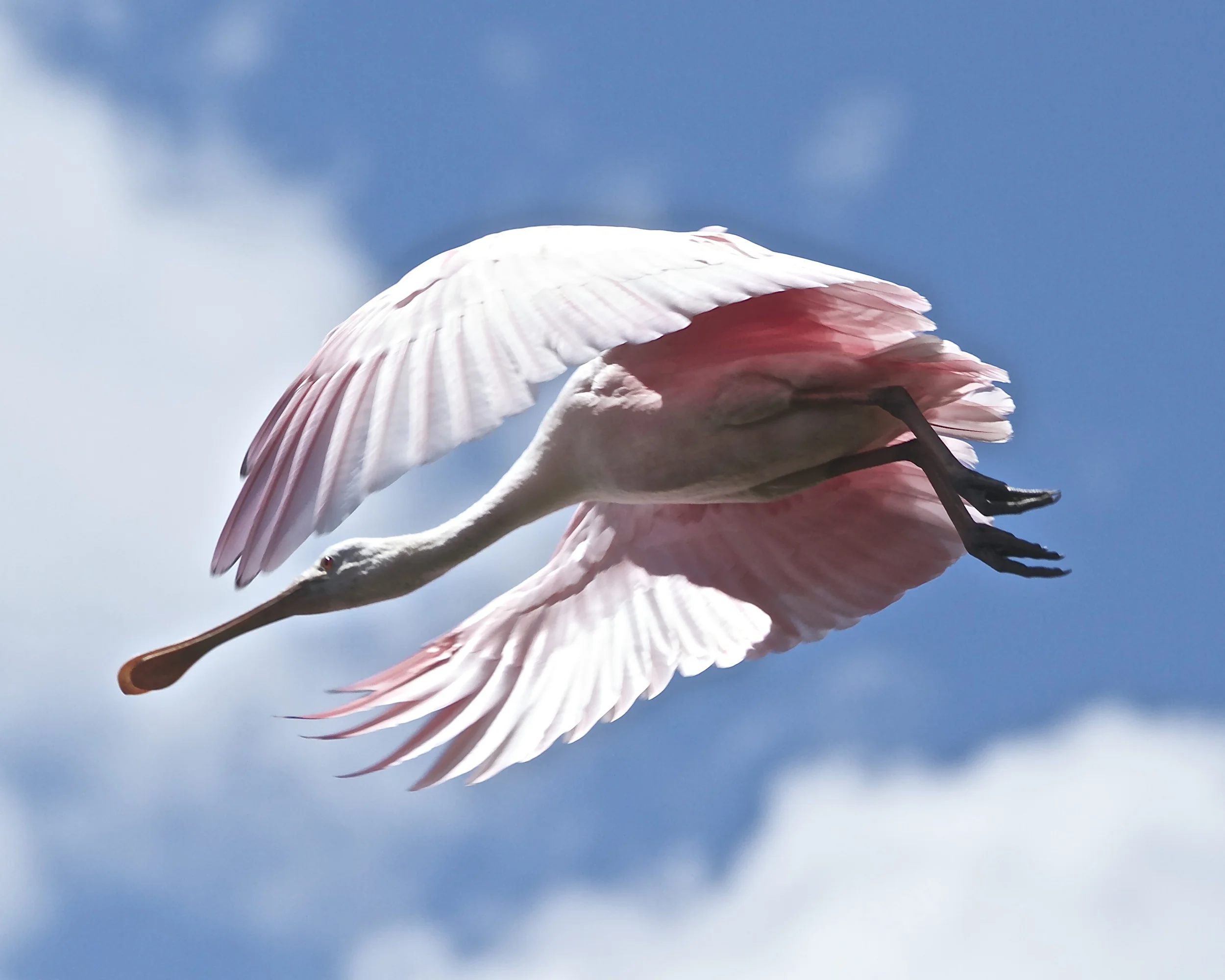 Pink Angel in flight. 