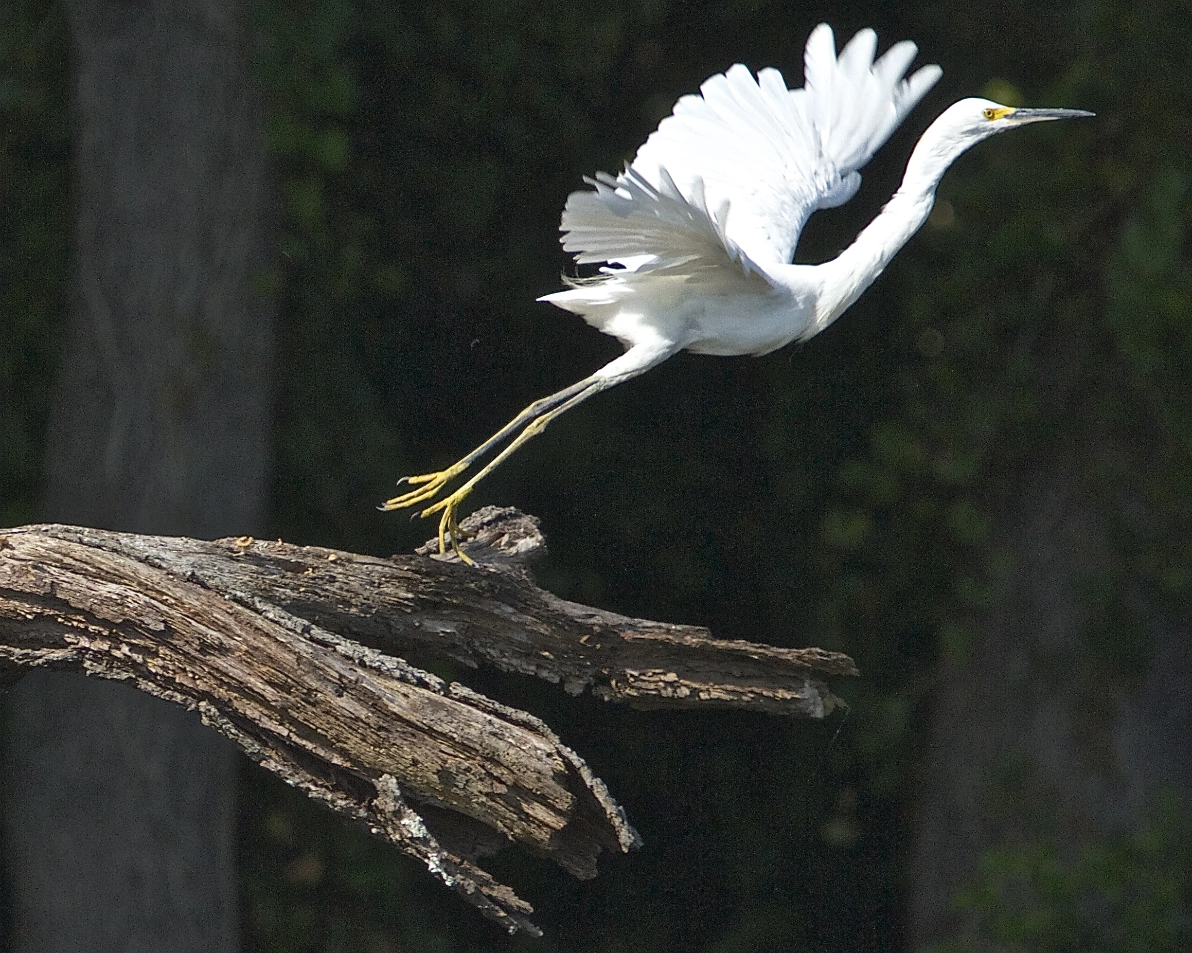 Followed by the Egrets. 