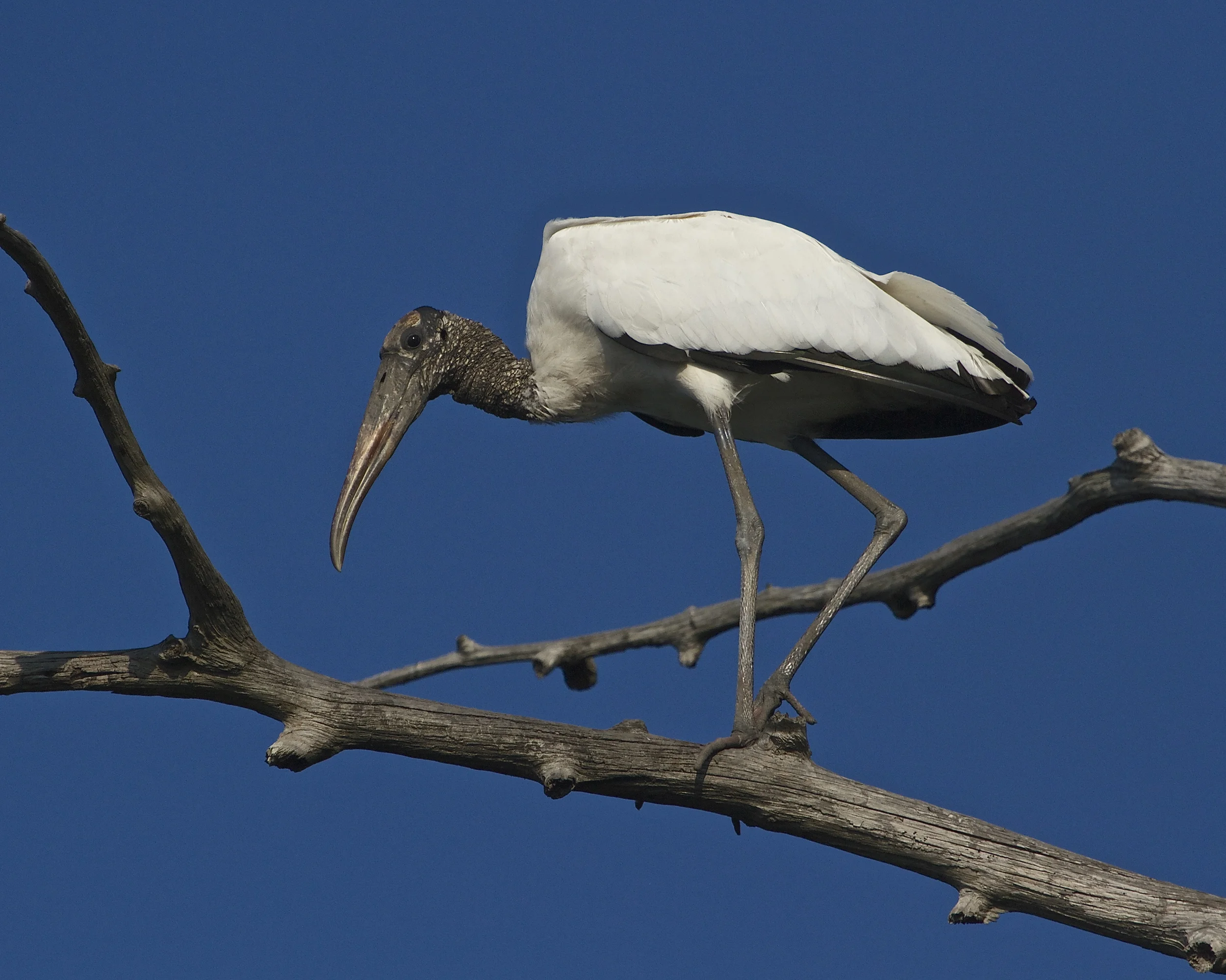 Just like the desert buzzard ..." Patience Hell, I want to kill something " is the look on the Wood Stork's face.
