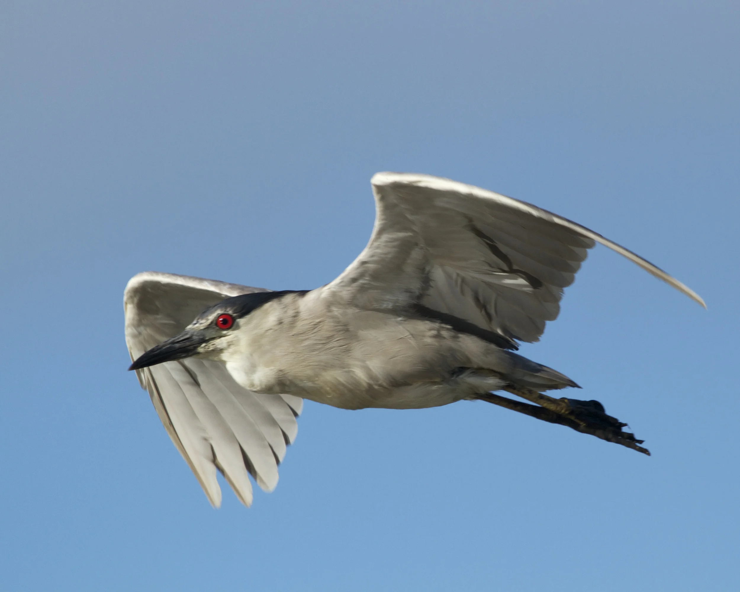 While heading back to the dock I get this fly by of a Black Crowned Night Heron.