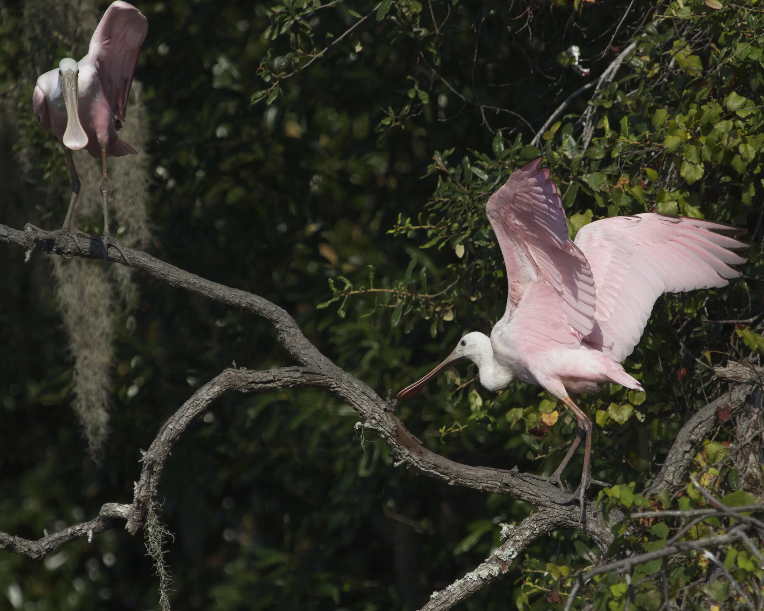 Finally the Roseate Spoonbills get nervous too! They hop over to the next tree.