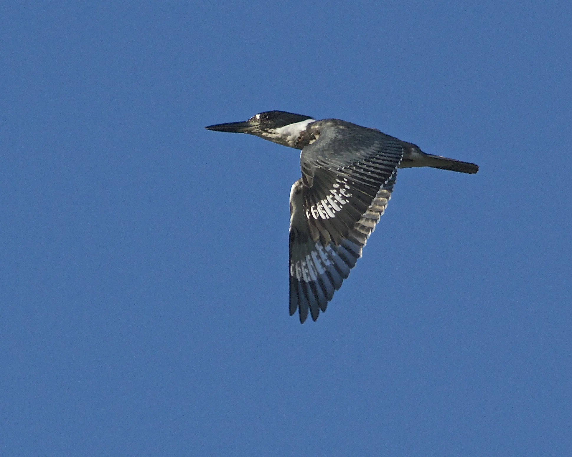 Lately the Kingfishers seems to be in a flap over everything!