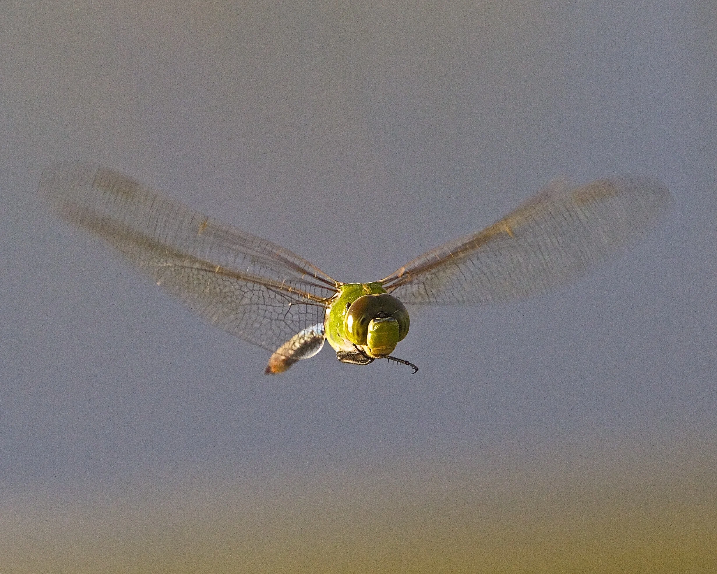 Bug eyed view of a Dragon Fly hovering over the dock.
