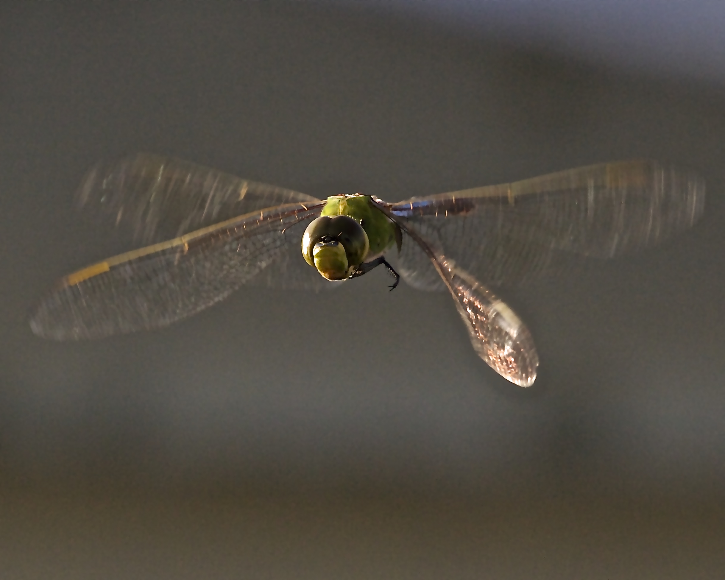 With only about three weeks left to live, a winged Dragonfly must find a mate, procreate, and then the circle of life begins again for another generation. 