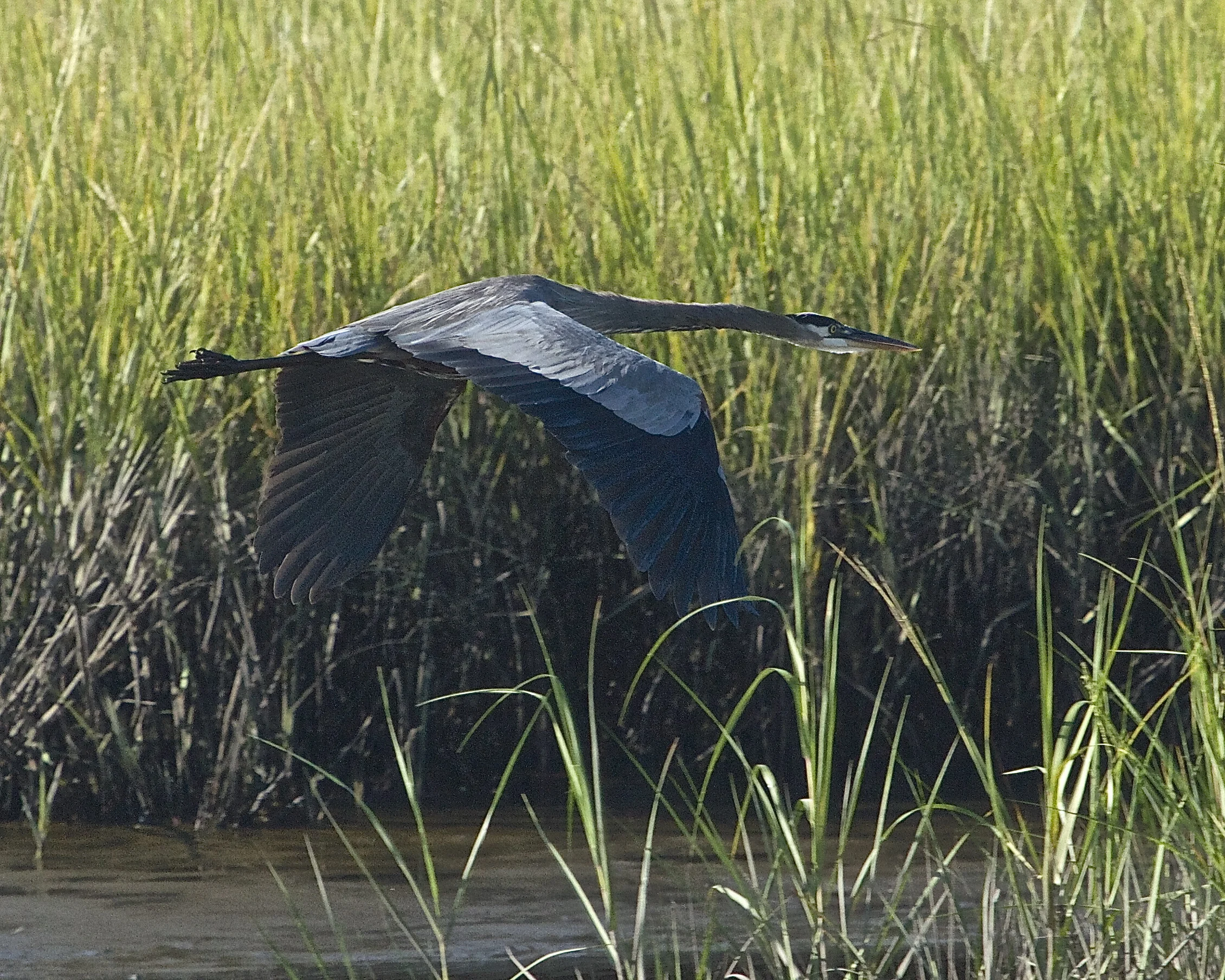 Old Man River, the Great Blue Heron is very camera shy still. As soon as I arrive he raises those wings and leaves.