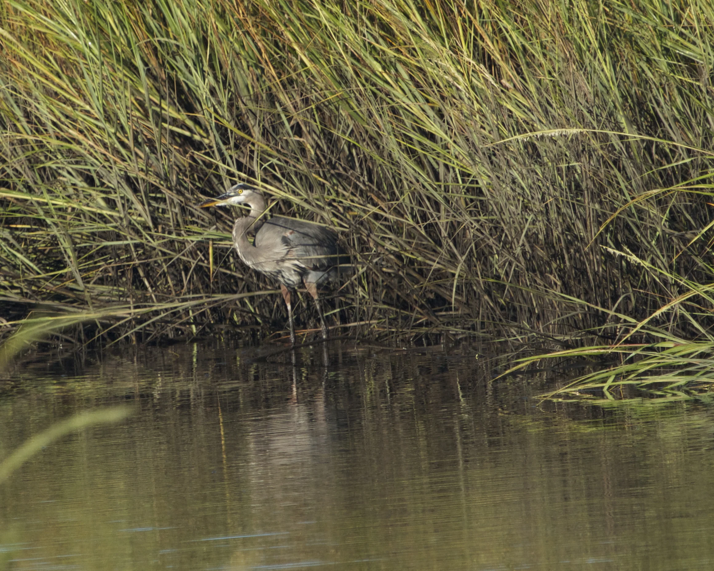 Old Man River prefers to keep a low profile in the marsh.