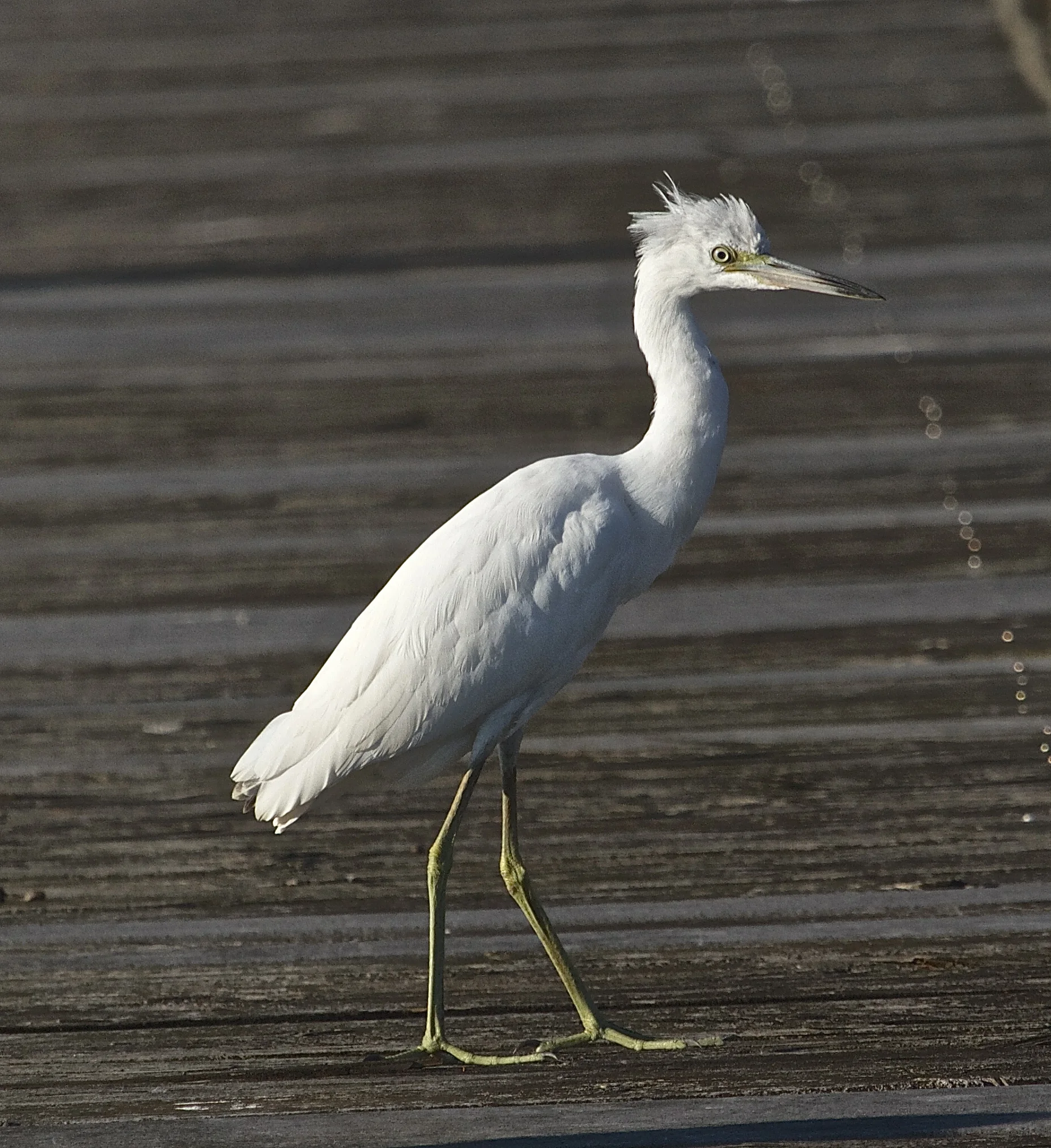 Juvenile Little Blue Heron (born all white).