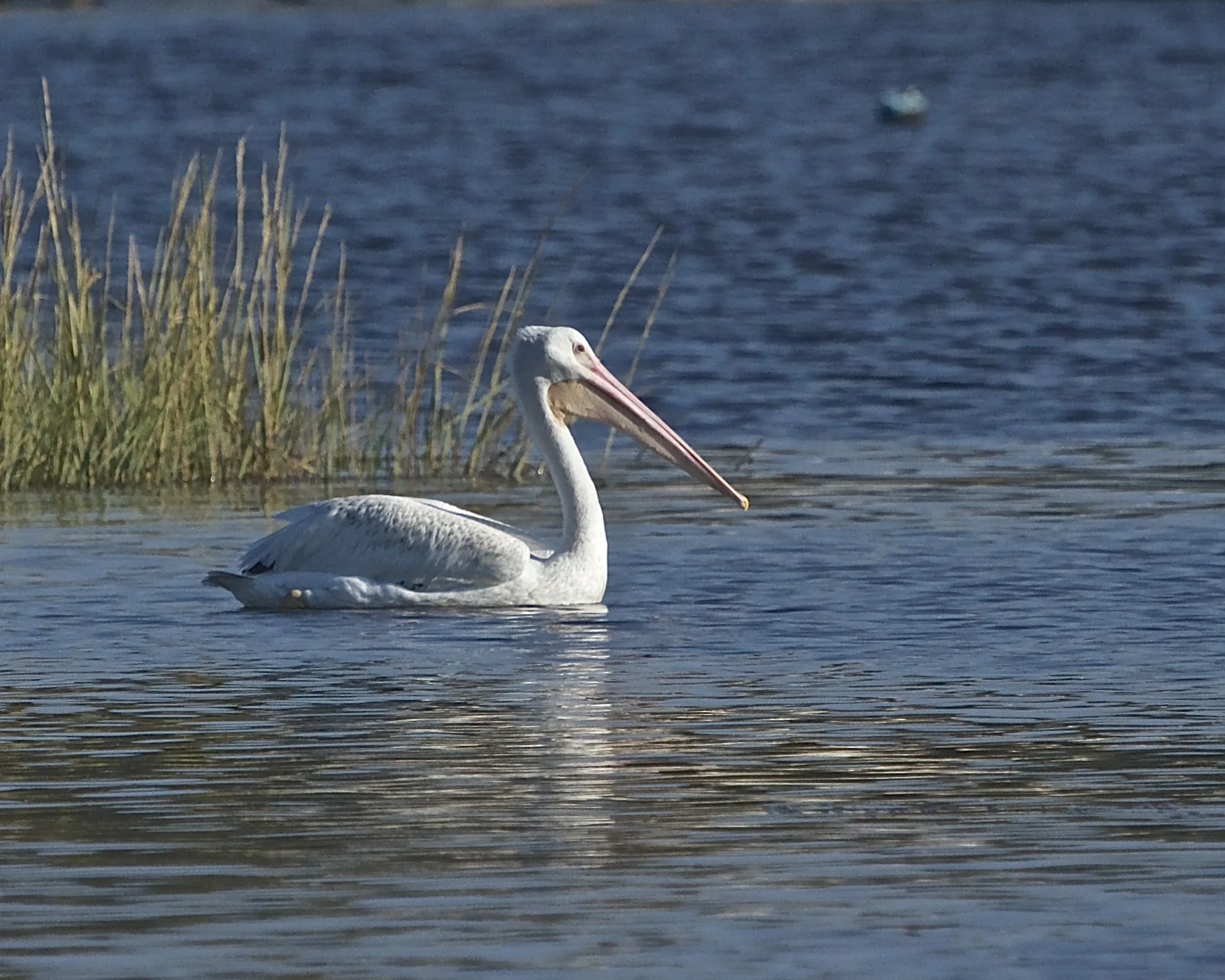 White Pelican fishing in the channel.