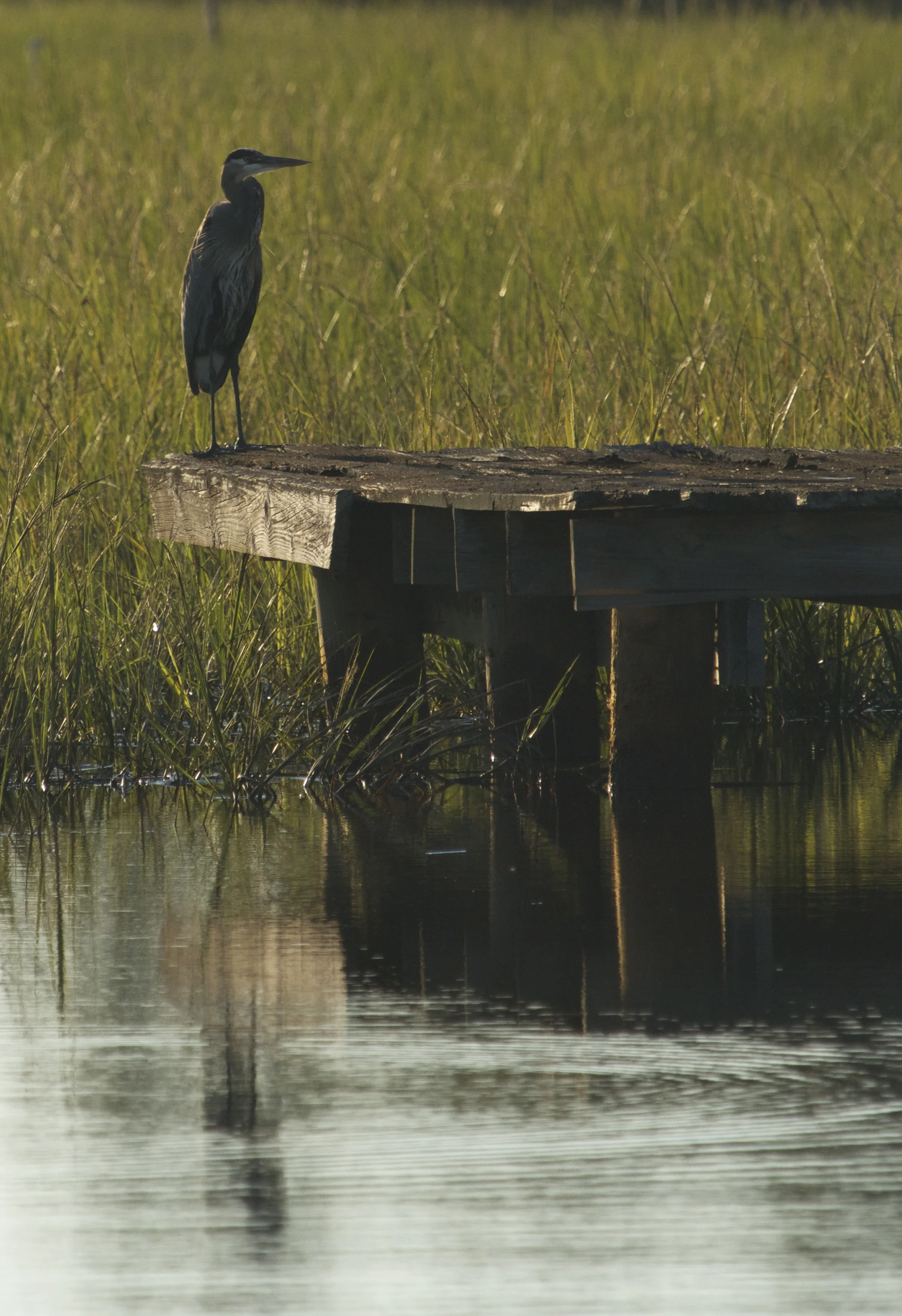A solitary Old Man River silhouetted in the sunset reflects on bygone days.