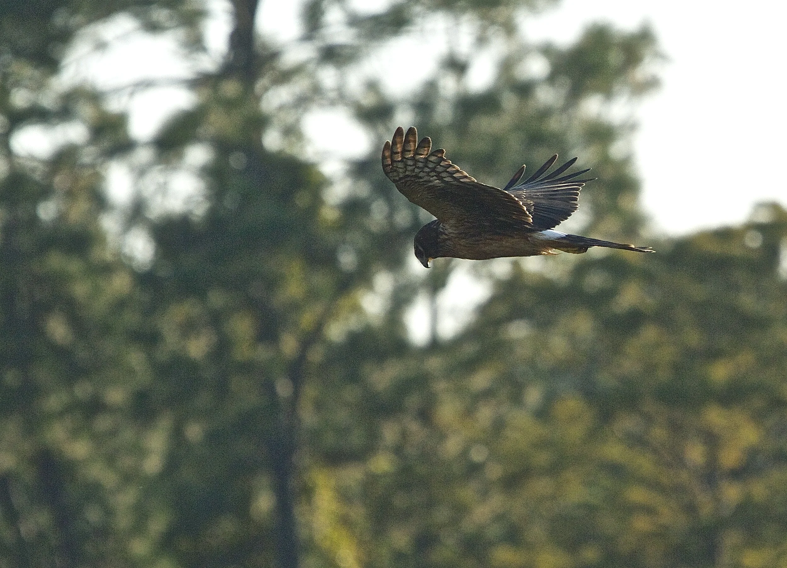 A Northern Harrier flies over the marsh looking for prey.