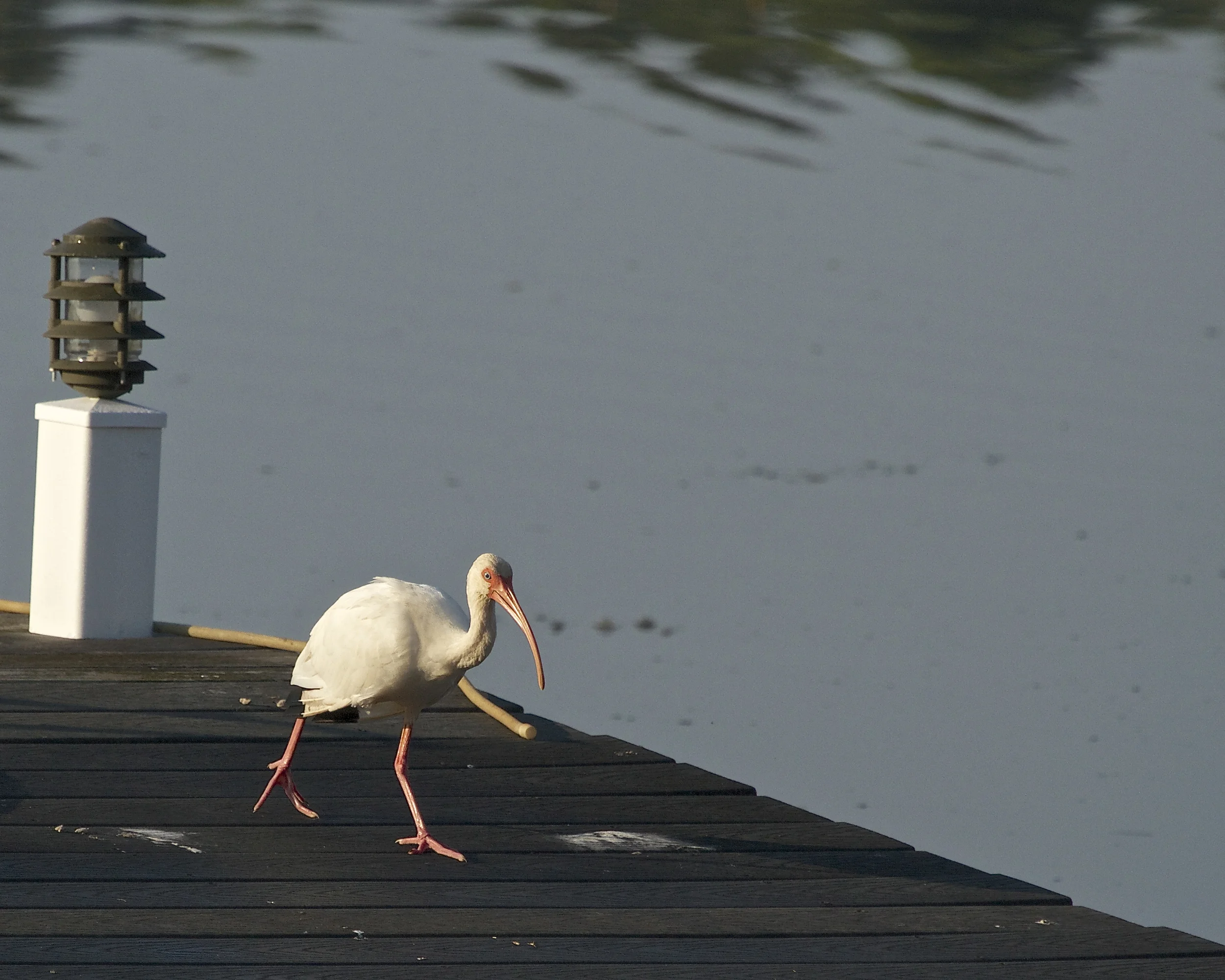 As I lock back I see a White Ibis walk up the pier.