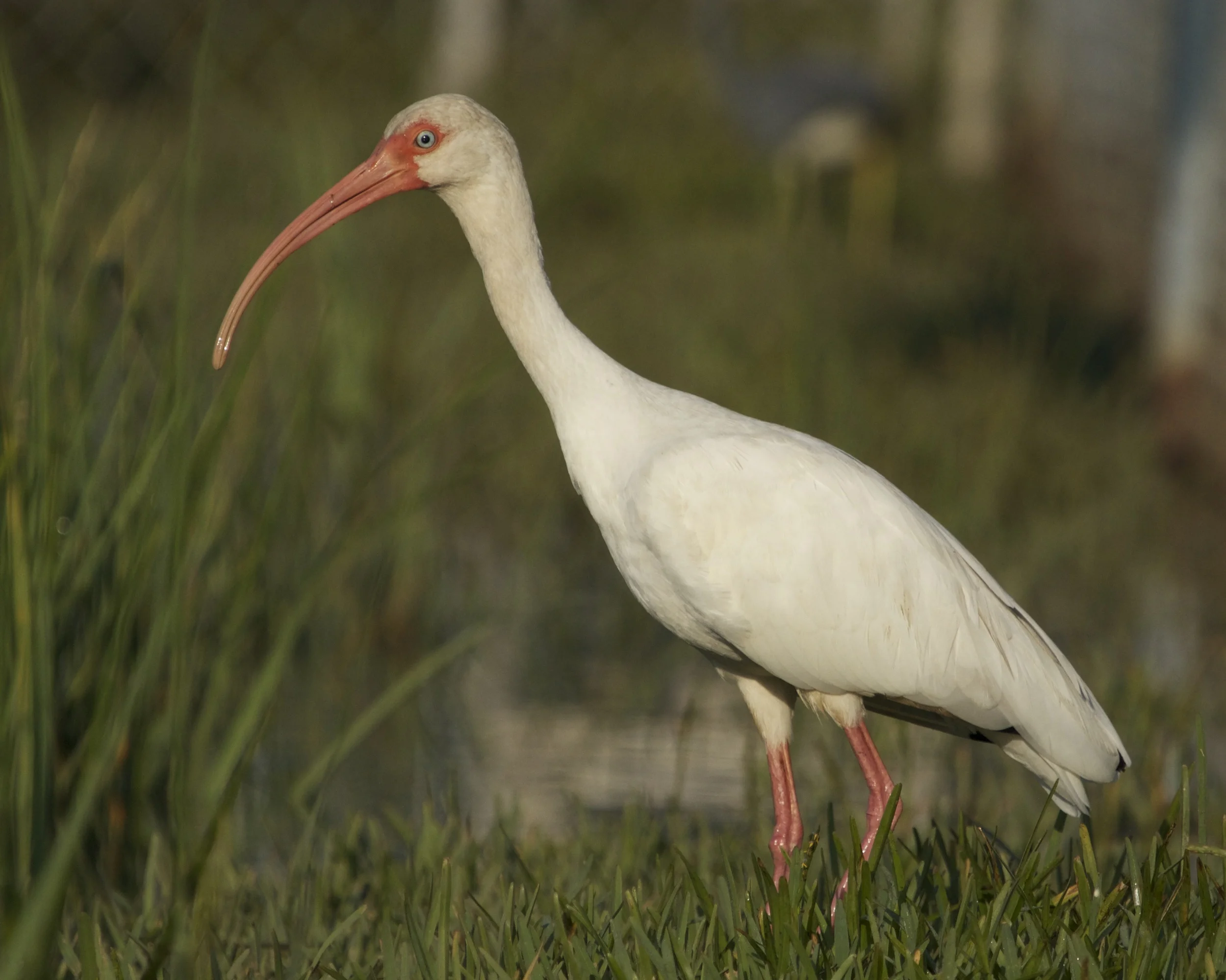 The Ibis looks at me and decides I am no threat.