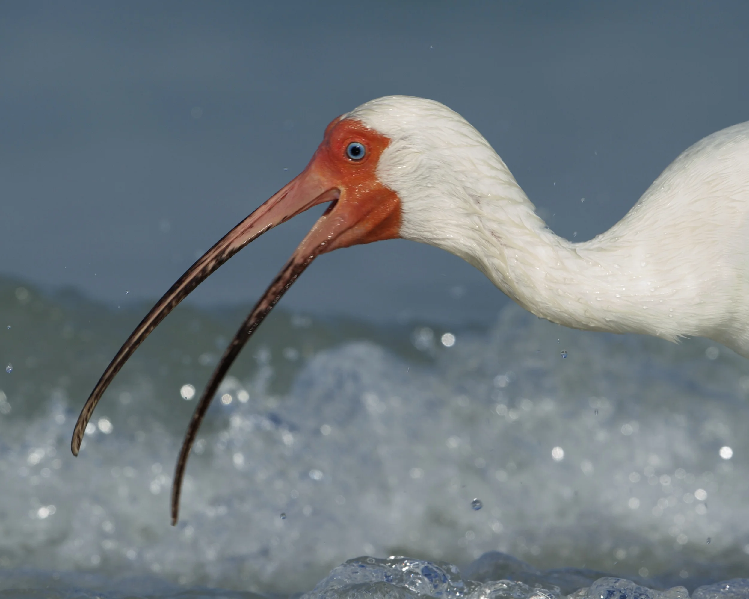 White Ibis in breeding colors Ft Desoto May 2013. Note the Scarlet red around the face.