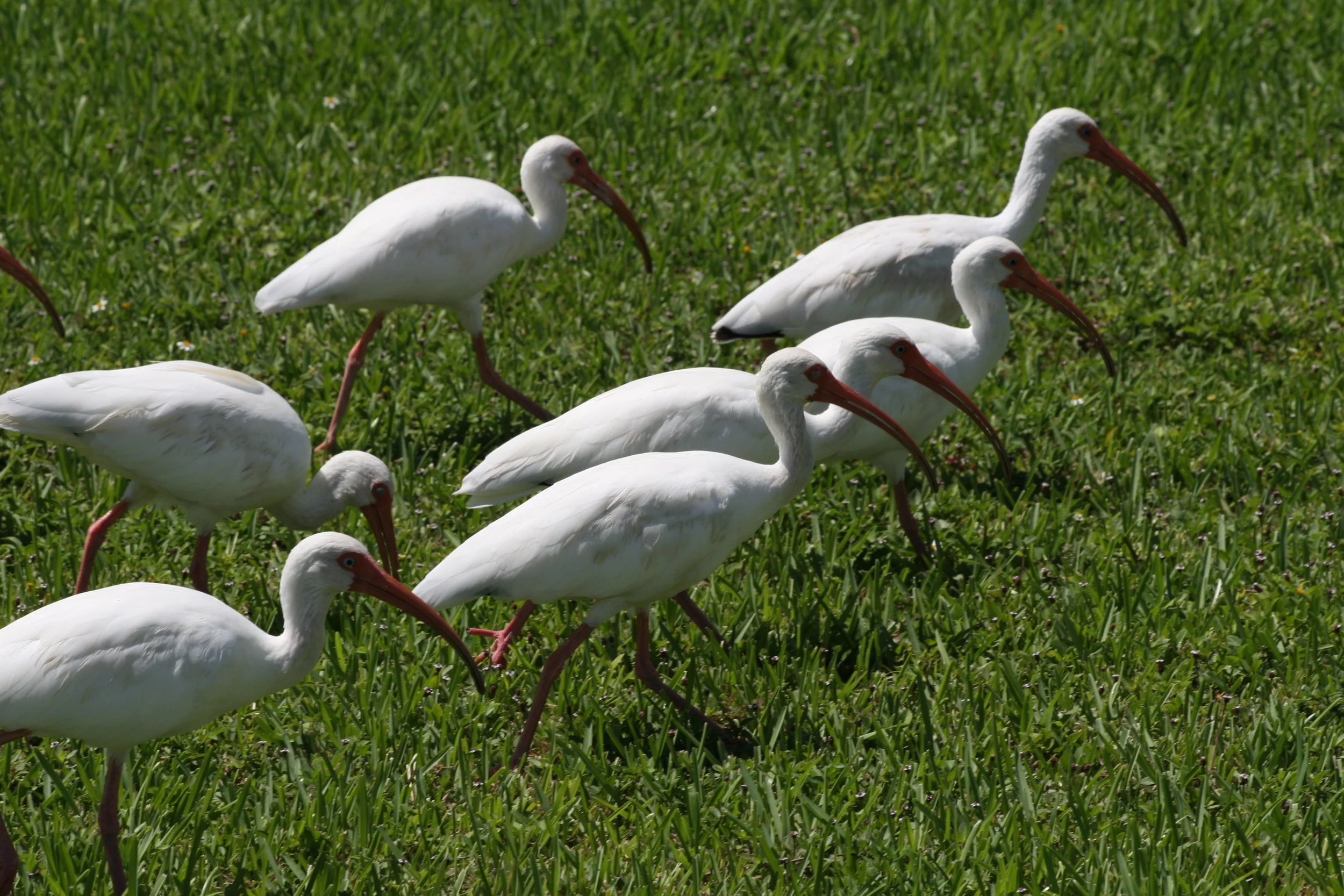 Small flock of ibis feeding in lawn Florida Keys, photo by Donna Yost Williams. 
