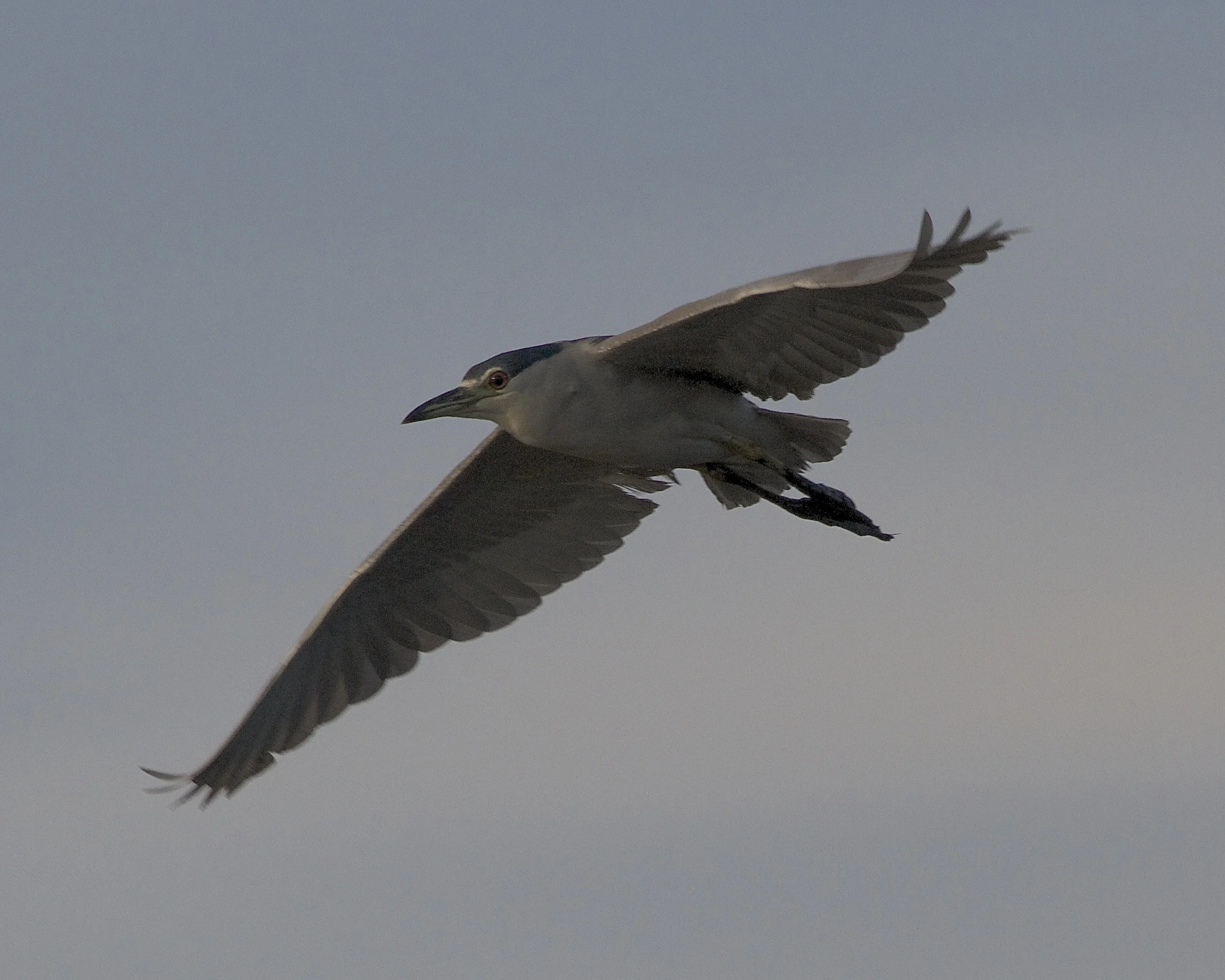 Black Crowned Night Heron flyover in the dark early morning sky.