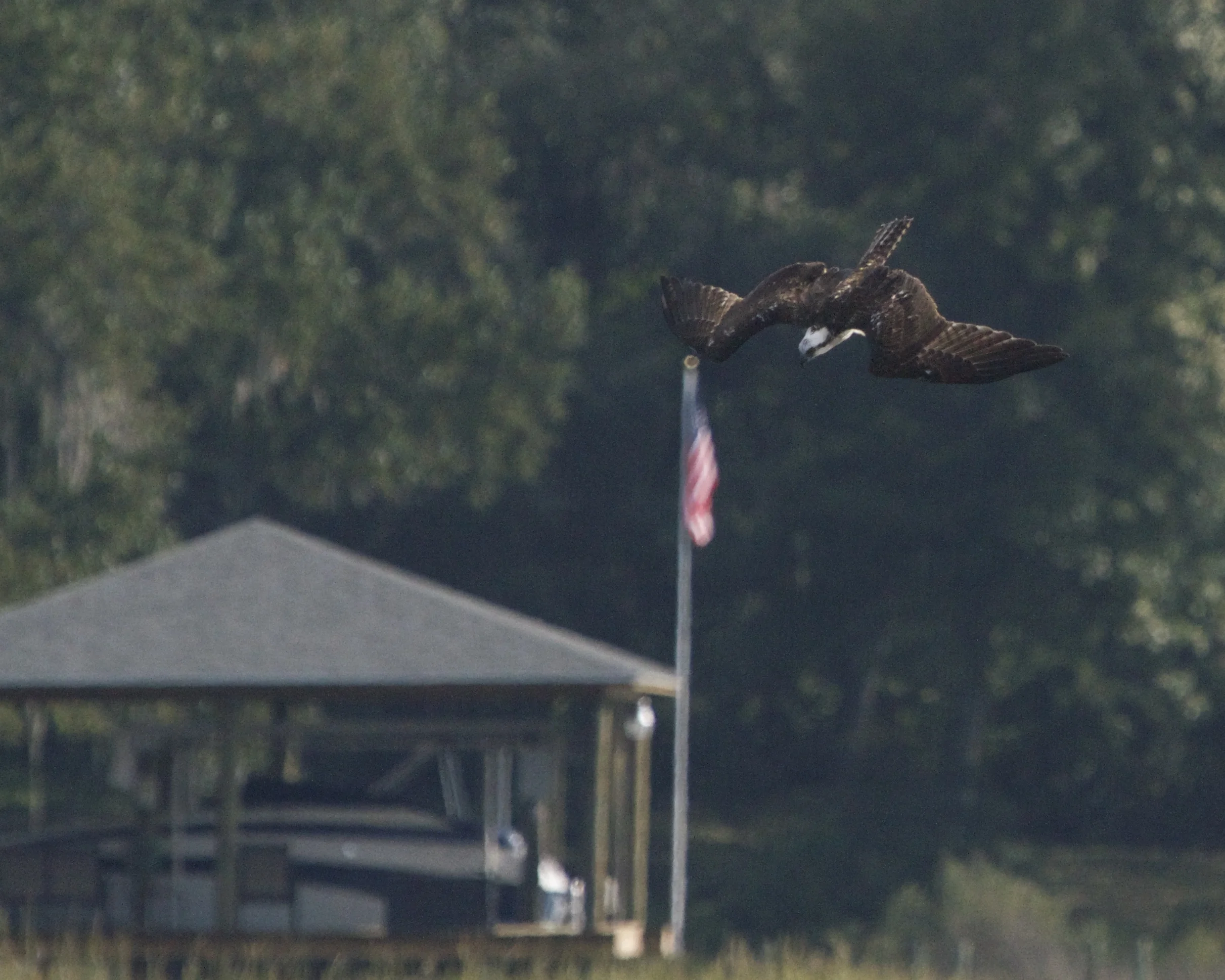 The Osprey goes into a dive! But misses and takes off, no fish for breakfast,,,yet.