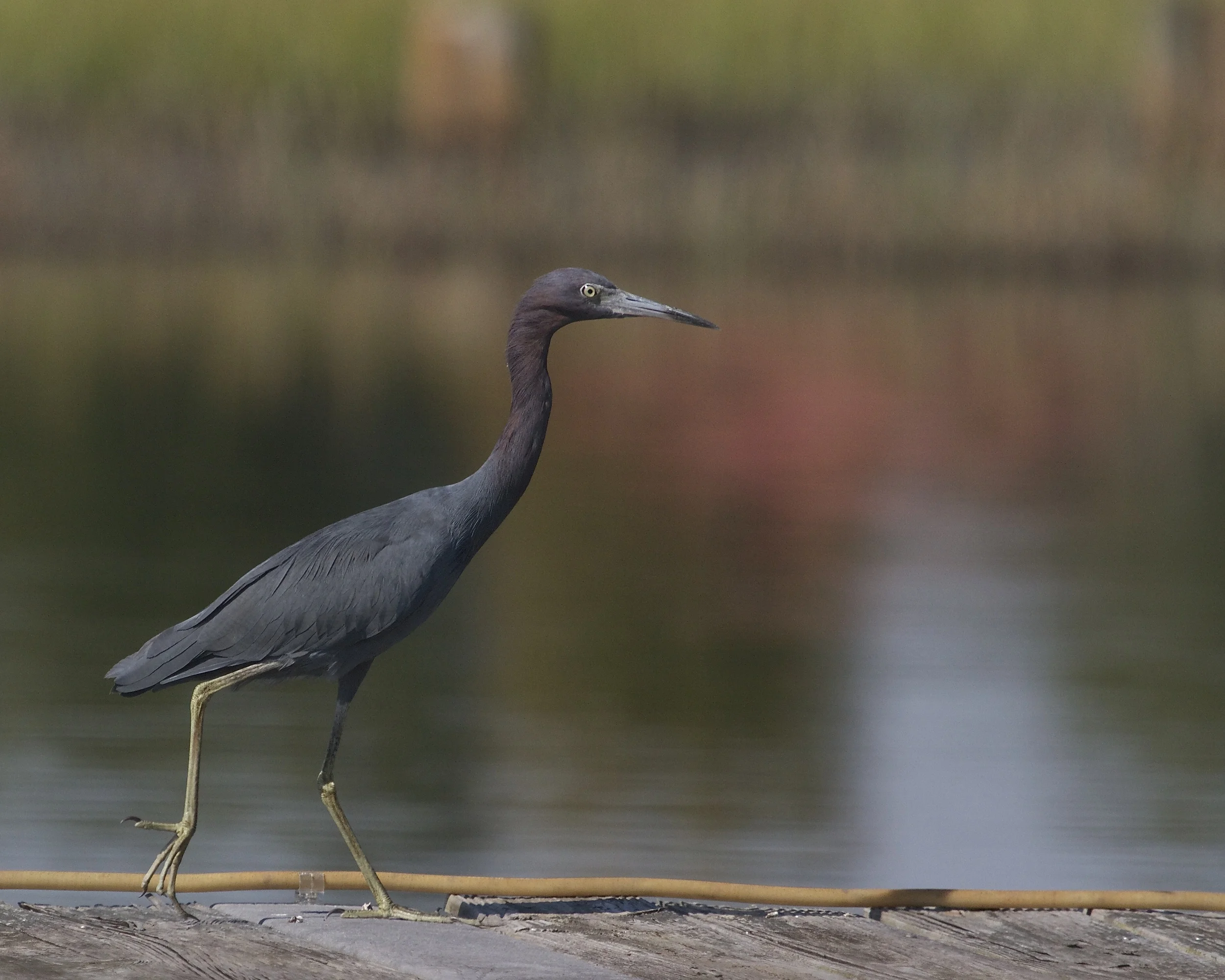 Little Blue Heron greets me on dock as I return.