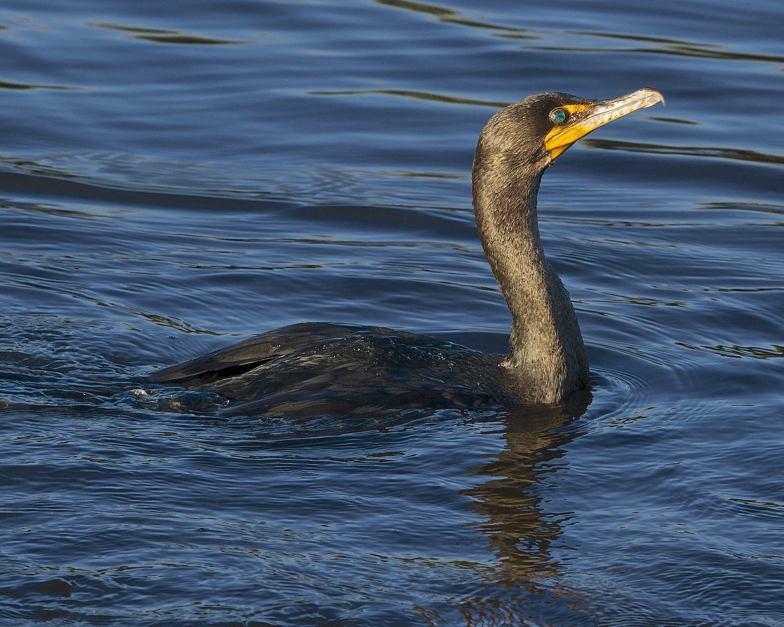 A Cormorant pauses after a swim. Note the almost fur like feathering.